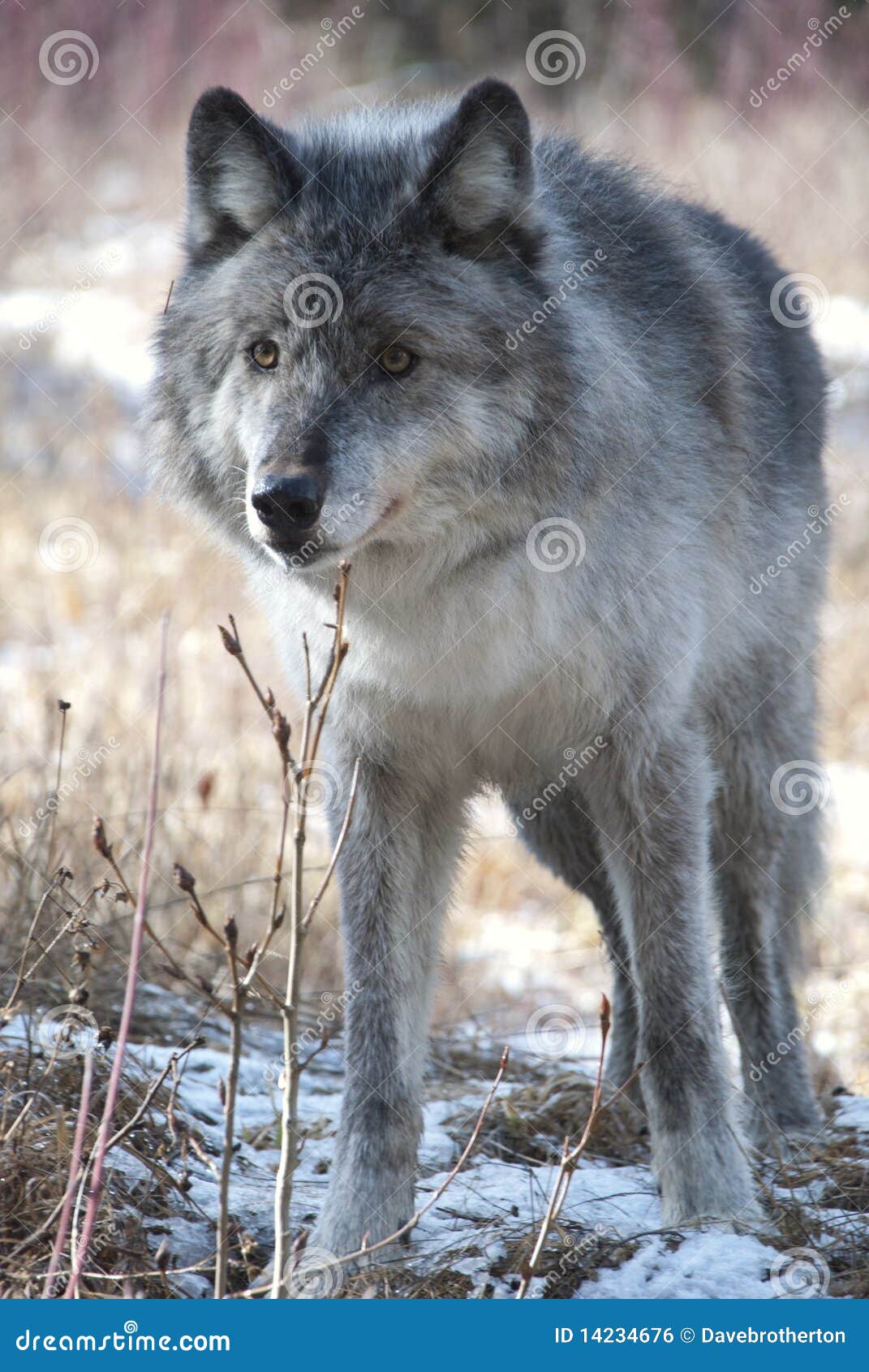 In our time download