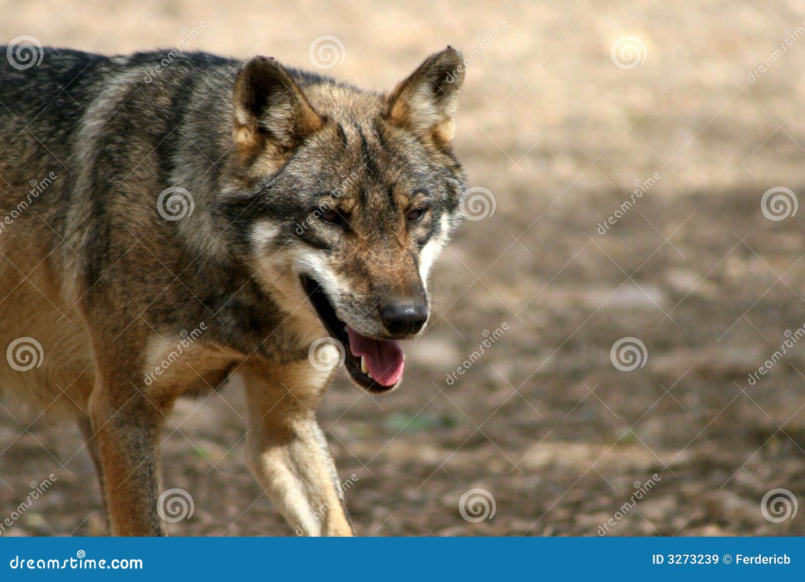 Wolf Stock Photos - Royalty Free Pictures - Page 40
