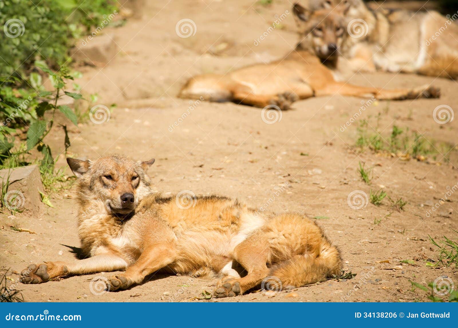 Wolf stockfoto. Bild von hund, carnivore, lügen, outdoor 34138206