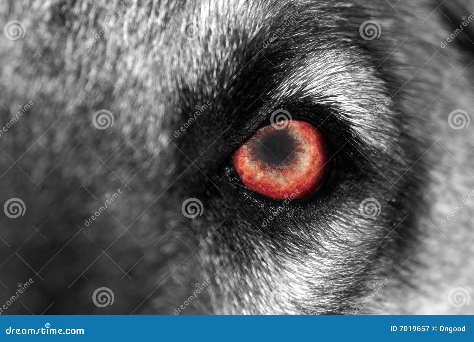 WolfAuge Rot Lizenzfreie Stockfotografie Bild 7019657