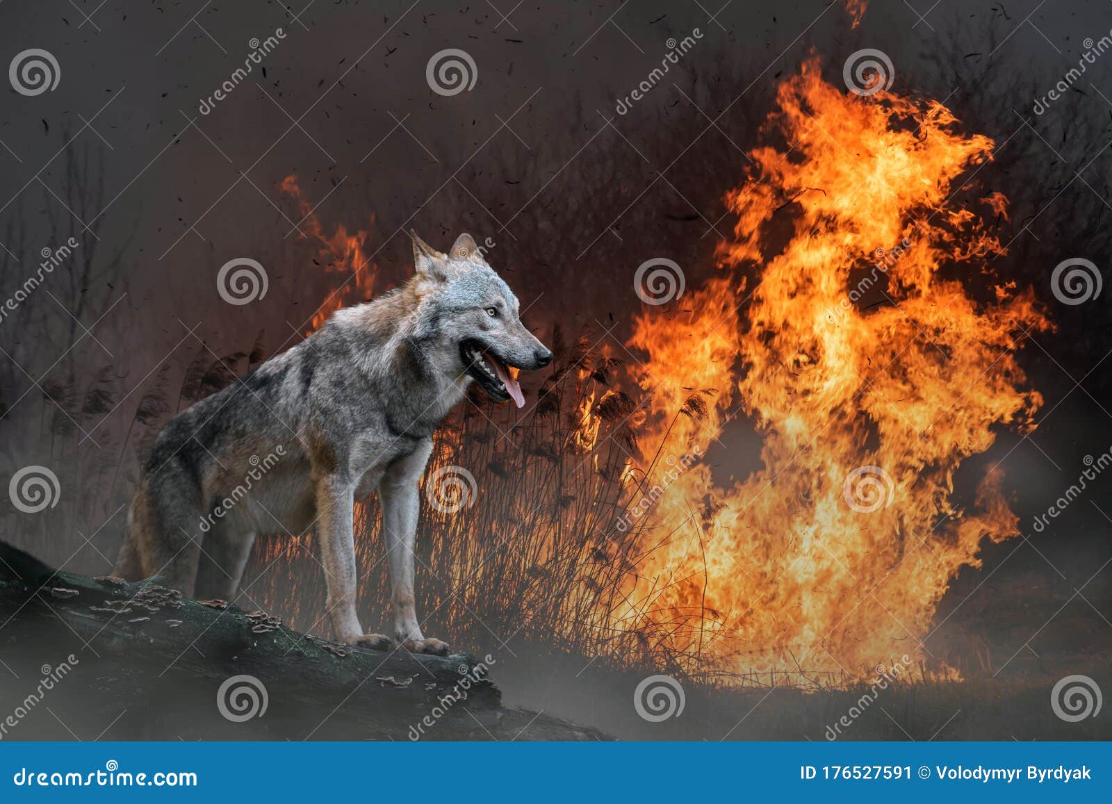 Wolf on a Background of Burning Forest Stock Image Image of emergency