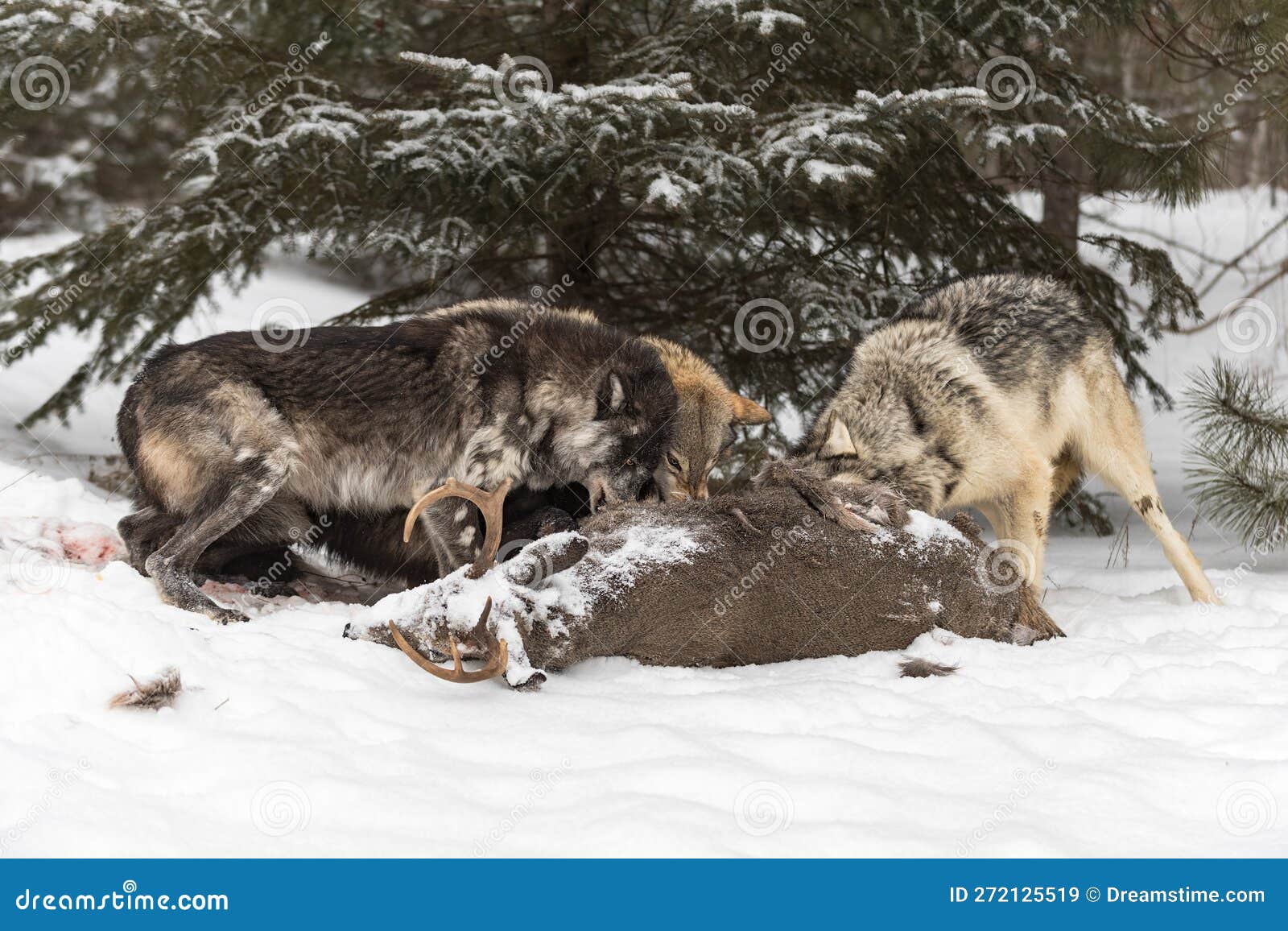 wolf (canis lupus) pack snarl at each other at white-tail deer body winter