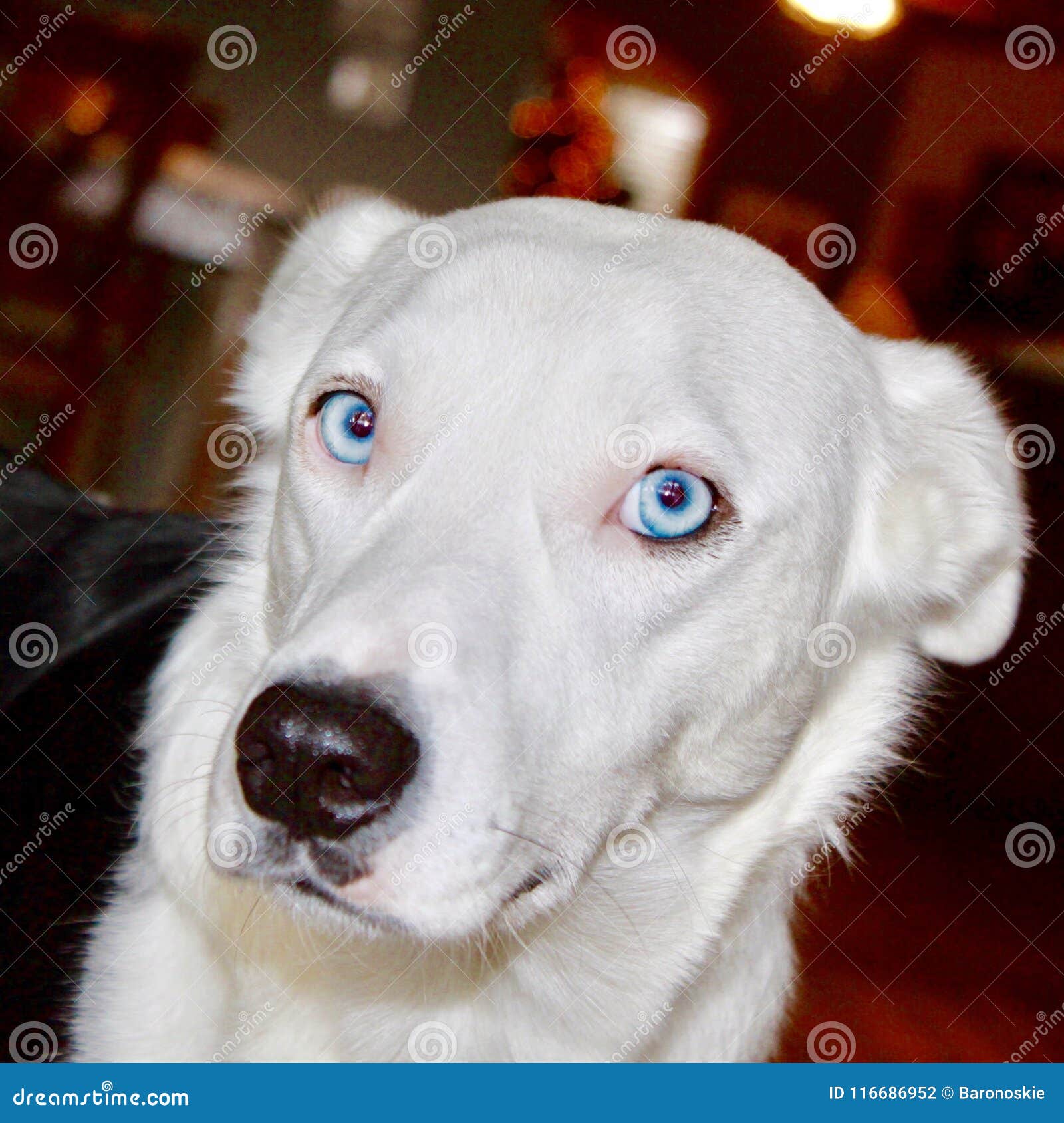 Wolf Dog Branco Com Olhos Azuis Foto de Stock - Imagem de azul, câmara ...