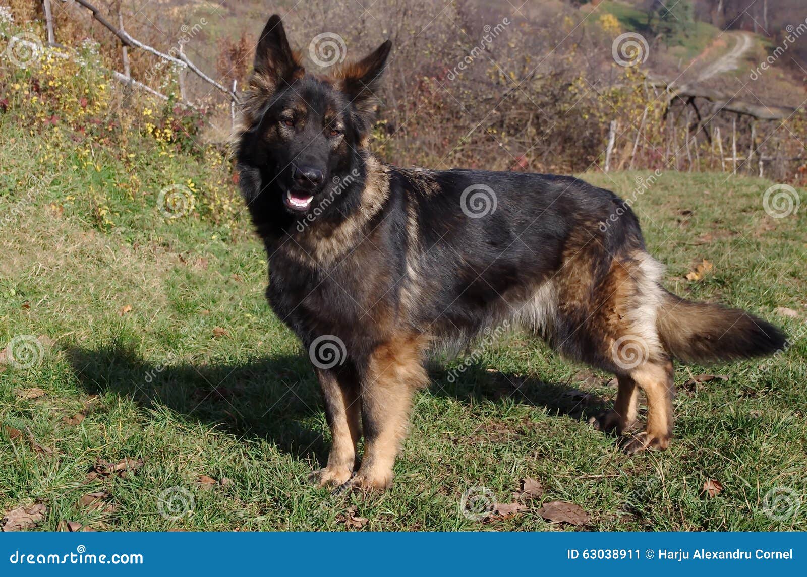 german shepherd wolf german shepherd wolf