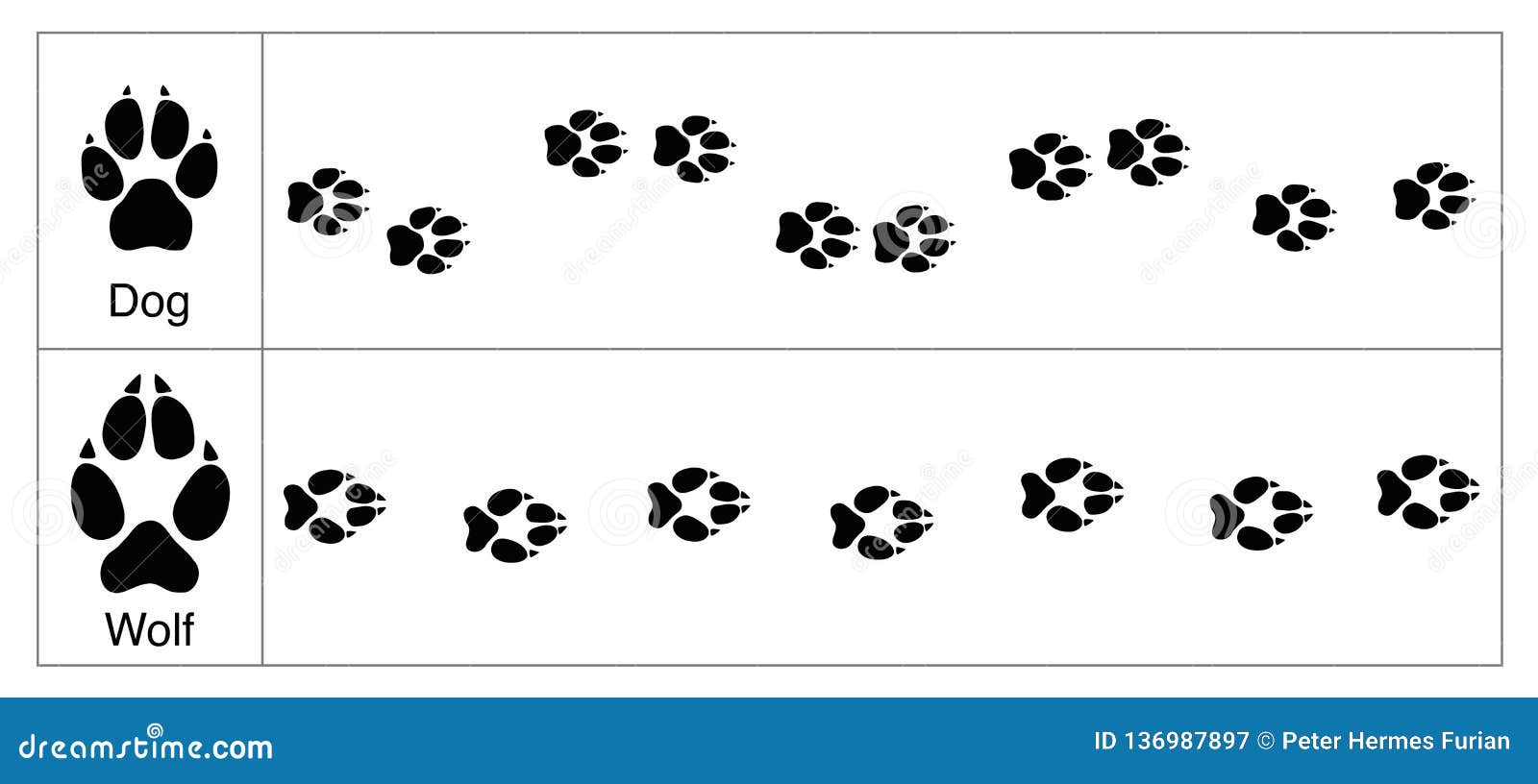 Wolf Dog Tracks Comparison vektor abbildung. Illustration von tier