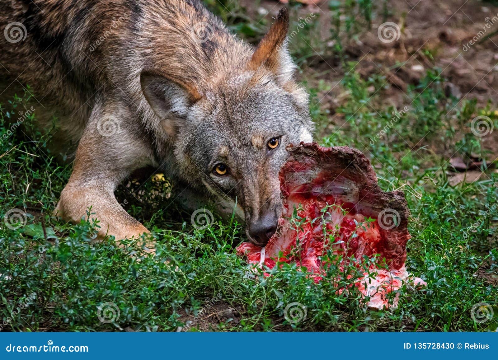 Wolf eating stock photo. Image of deer, gray, animal - 135728430
