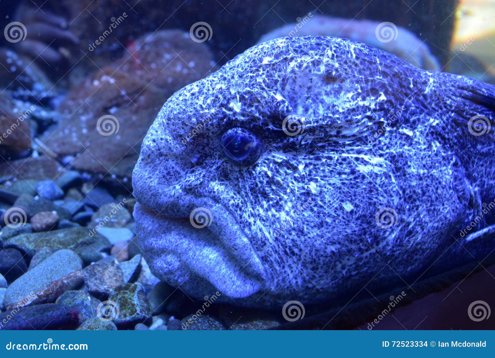 wolf eel mouth wolf eel mouth