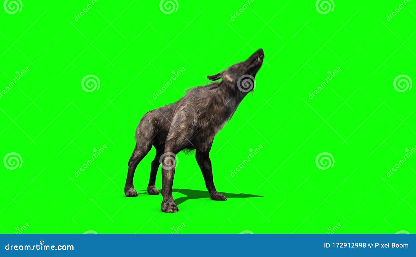 Wolf Howl Green Screen 3D Rendering Animation Stock Footage Video of