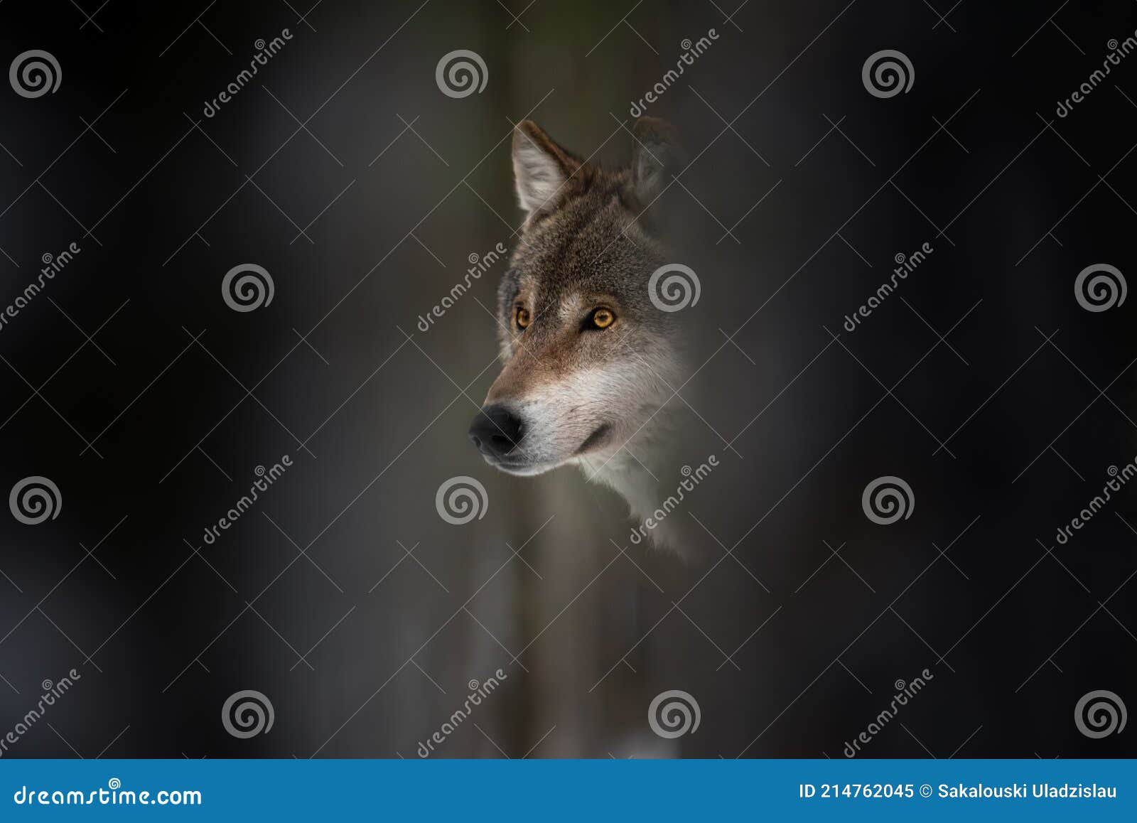 wolf muzzle. european wolf with glowing eyes among tree trunks, dark background.