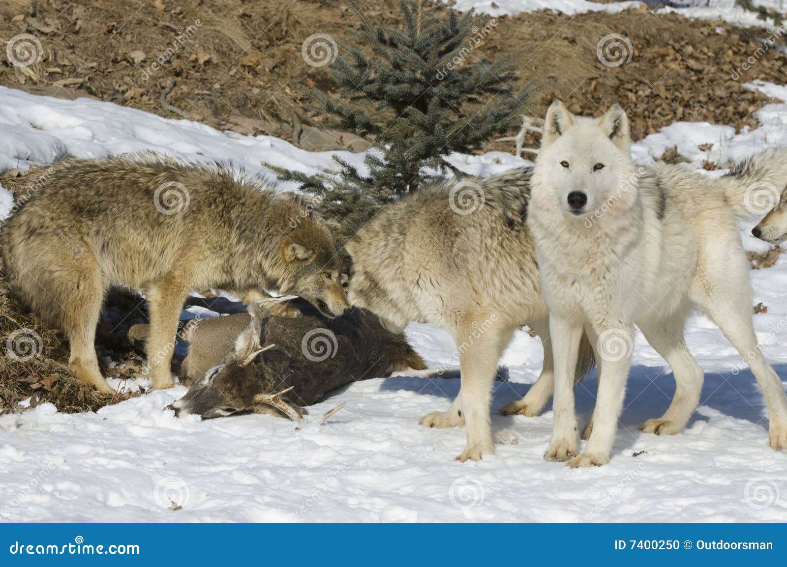 wolf pack on kill