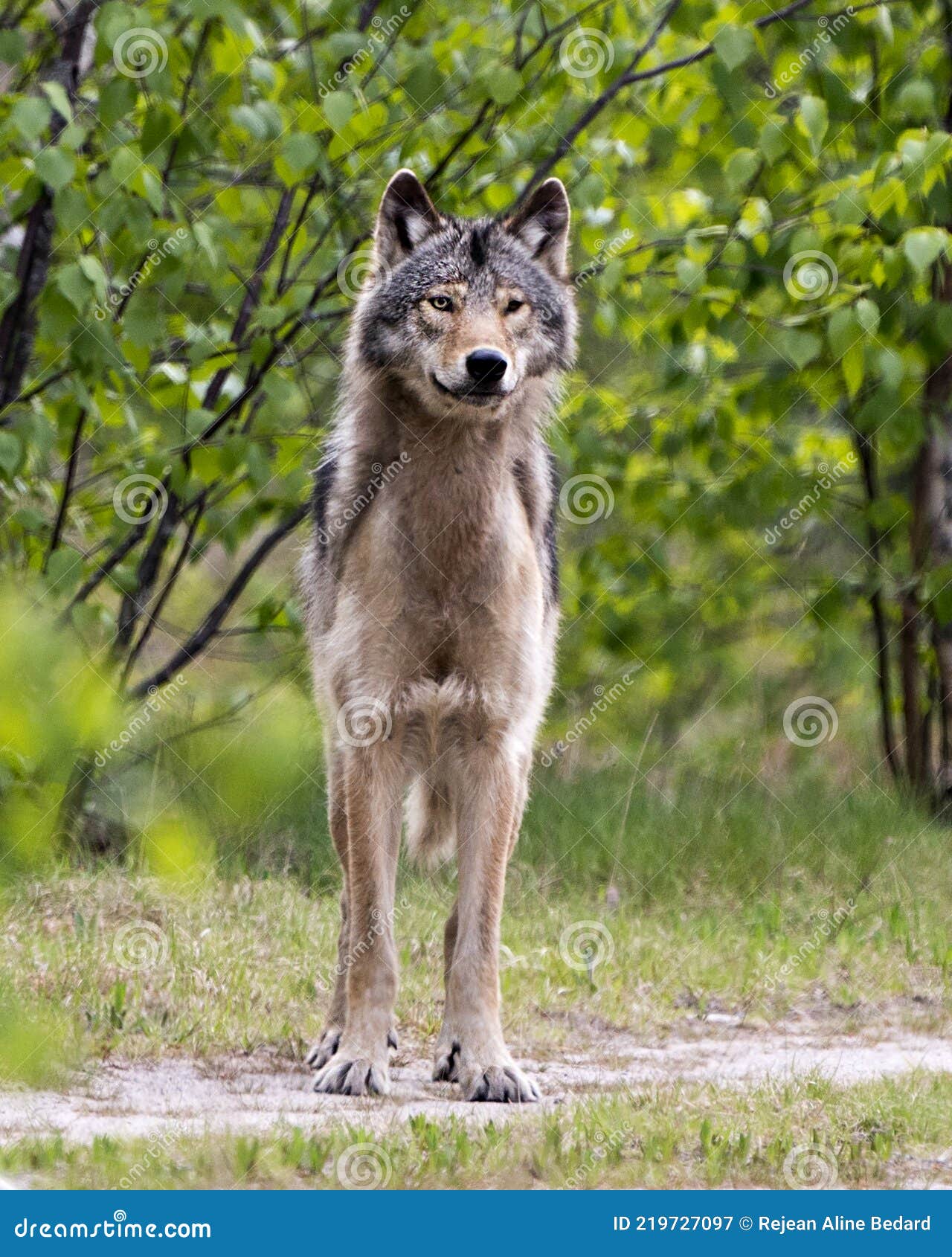 Wolf Photo Stock. Close-up Profile Front View in the Bushes in