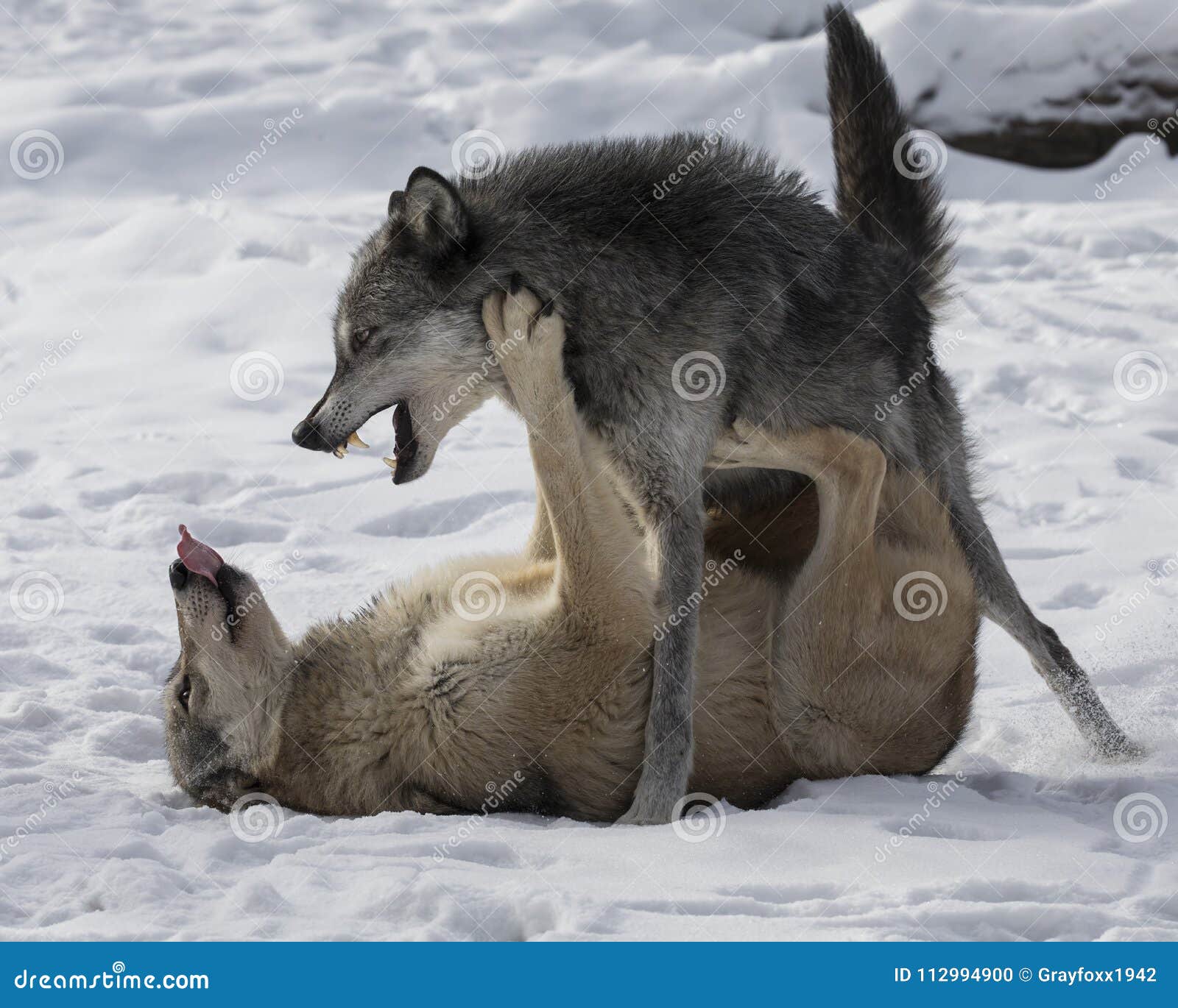 Wolf Playing