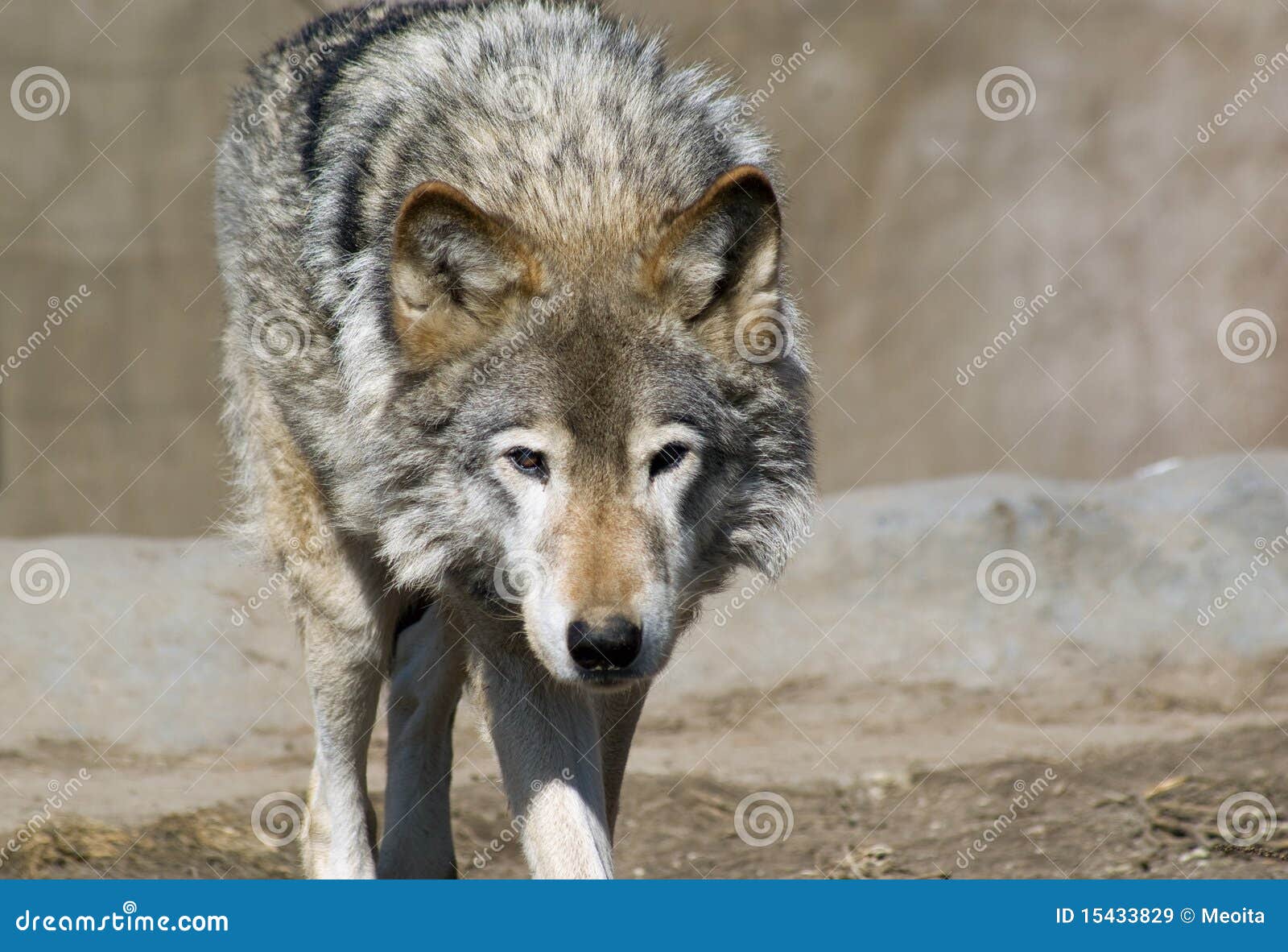 Wolf pics sad Top 25