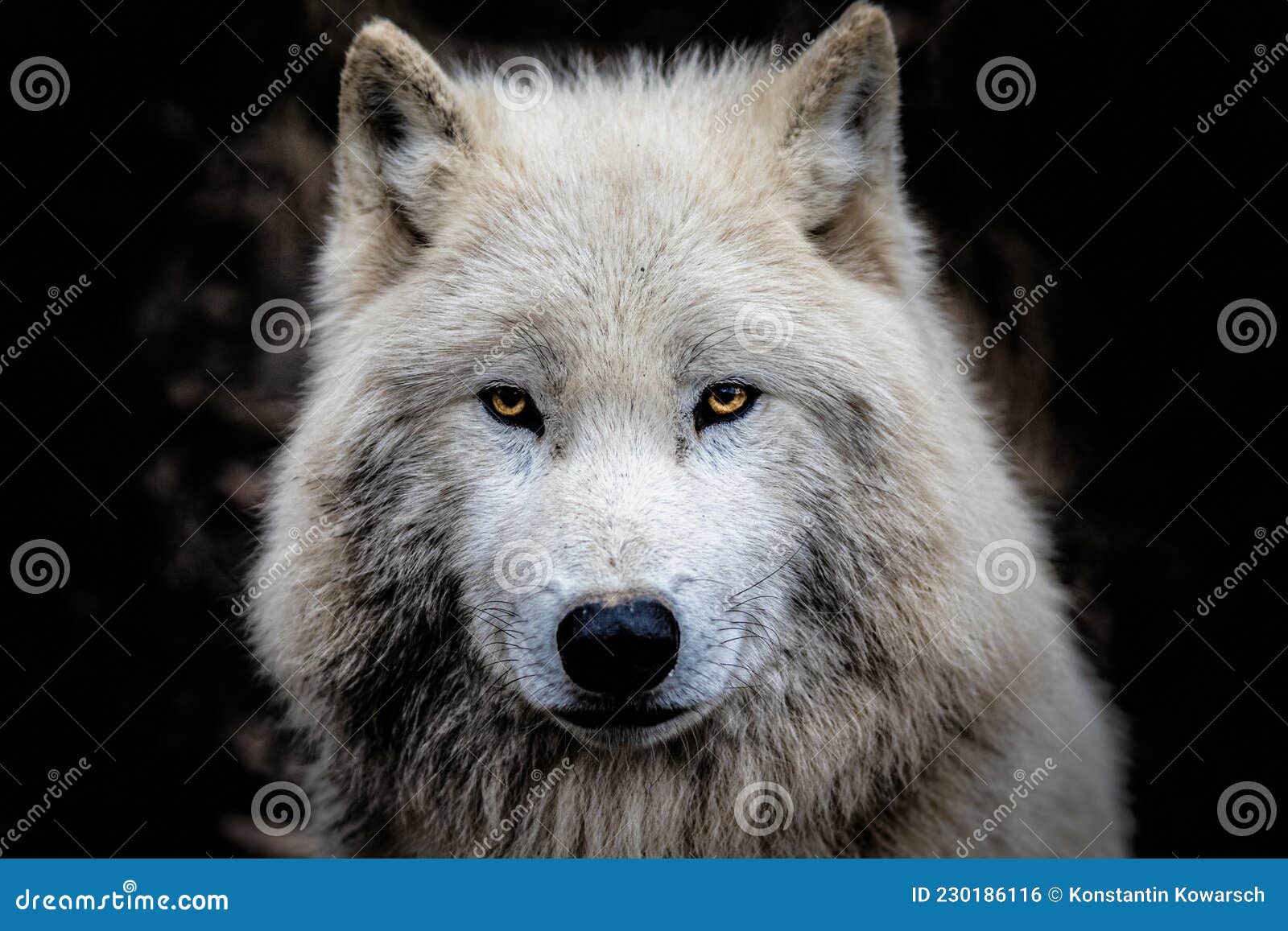Wolf Portrait with Orange Eyes Fantasy Stock Photo - Image of looking ...