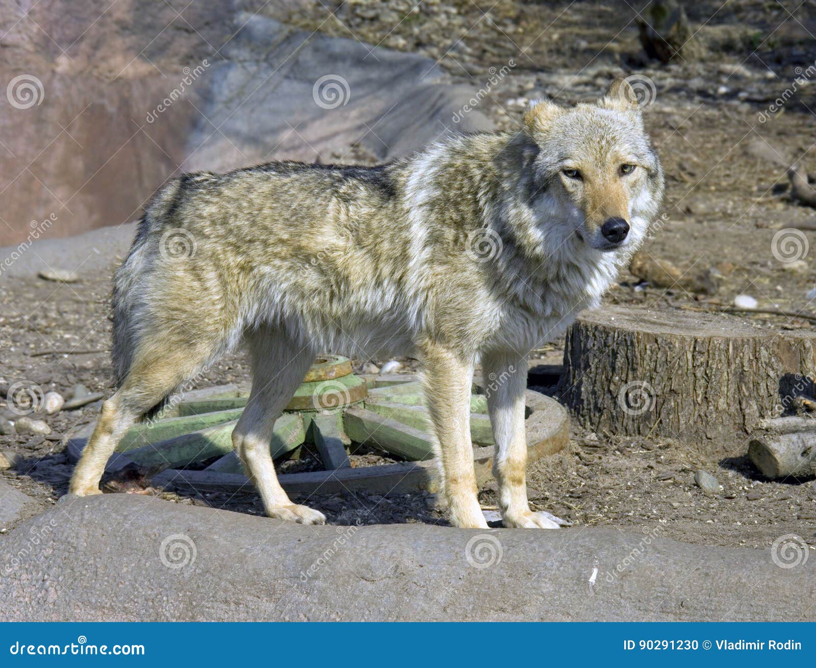 download avpr wolf download avpr wolf
