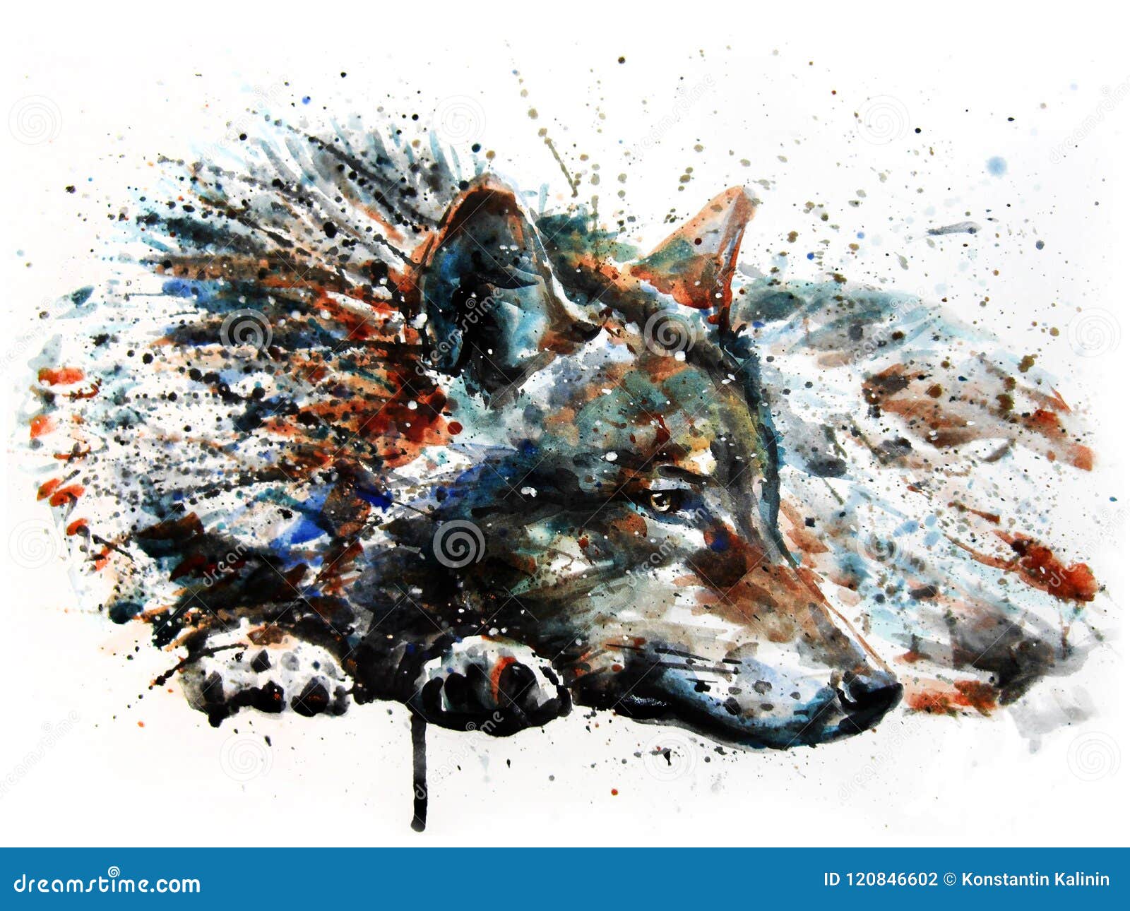 wolf predator watercolor painting drawing