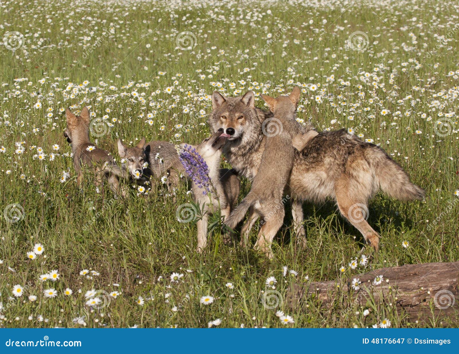 Wolf Mom Pup Photos Free Royalty Free Stock Photos From Dreamstime