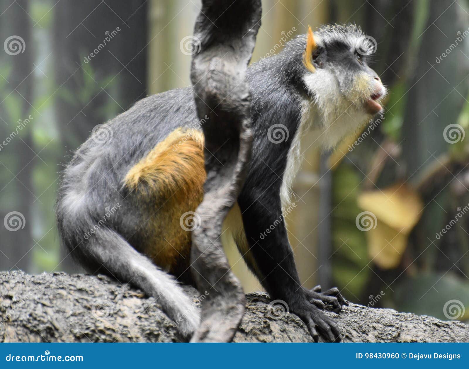 Primate Family Staring, Living In African Wilderness Generated By AI