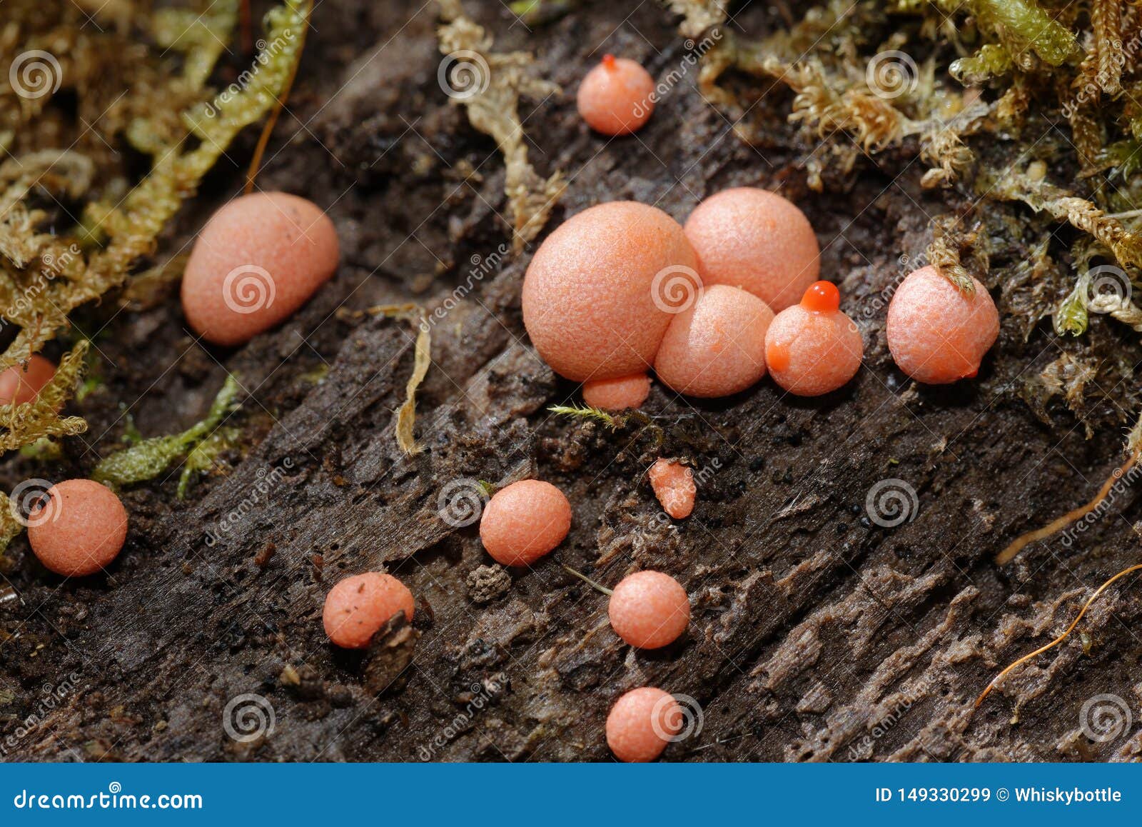 wolf`s milk slime mould