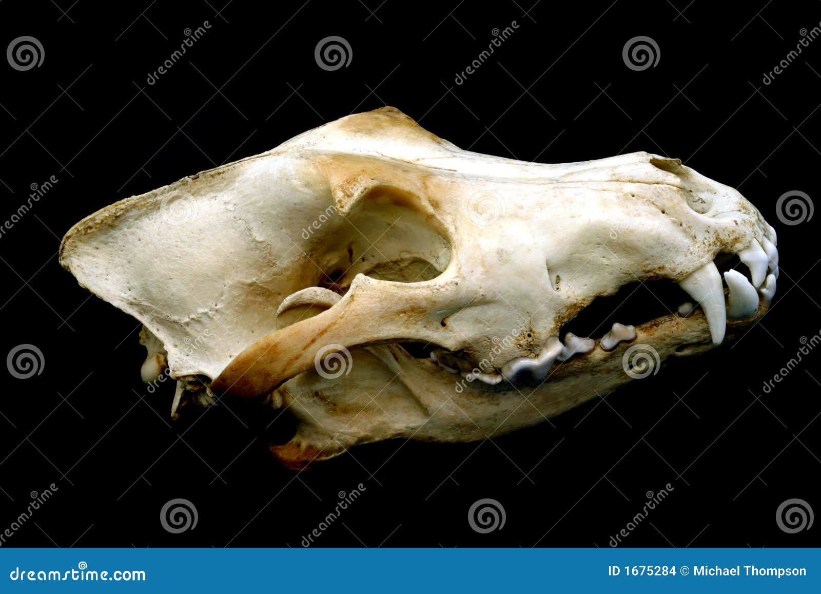 Wolf Schadel Stockfoto Bild Von Lokalisierung Schwarzes
