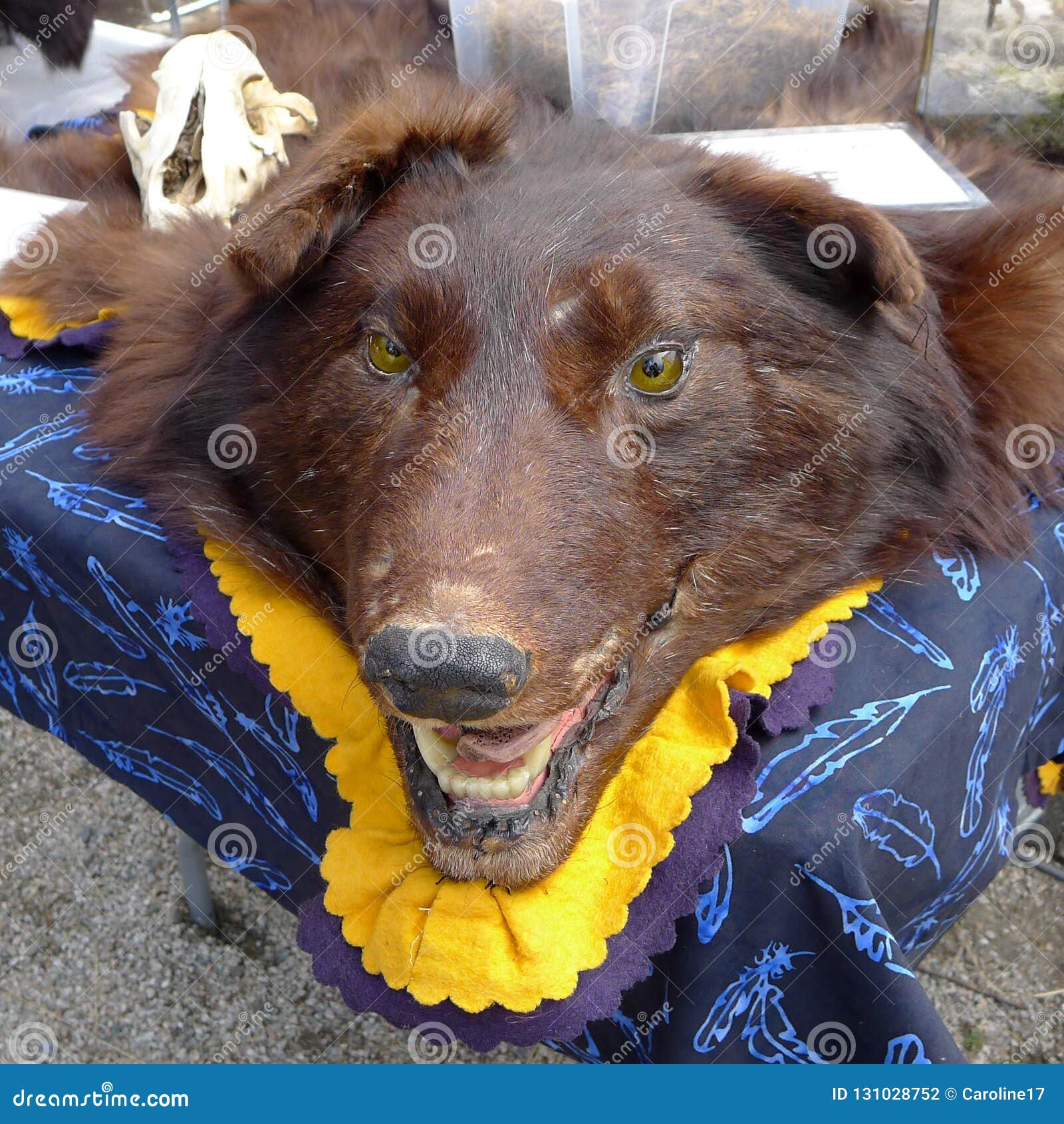 Wolf Skin on Display stock photo. Image of exhibition 131028752