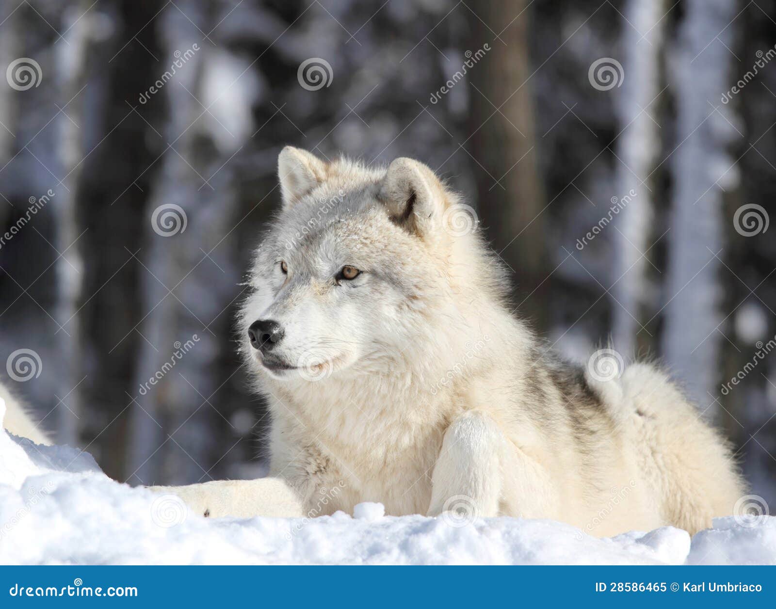 Wolf Sleeping In Snow Royalty Free Stock Photo - Image: 28586465