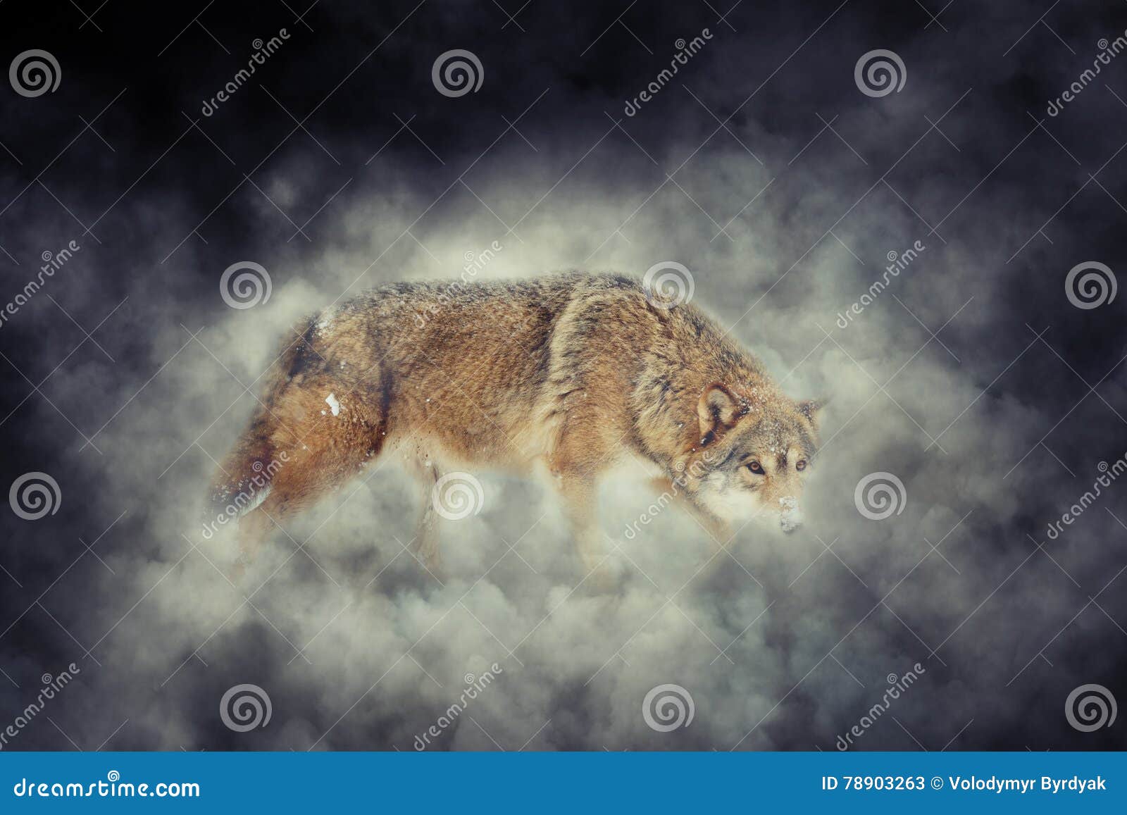 Wolf in smoke stock image. Image of mist, black, fire 78903263