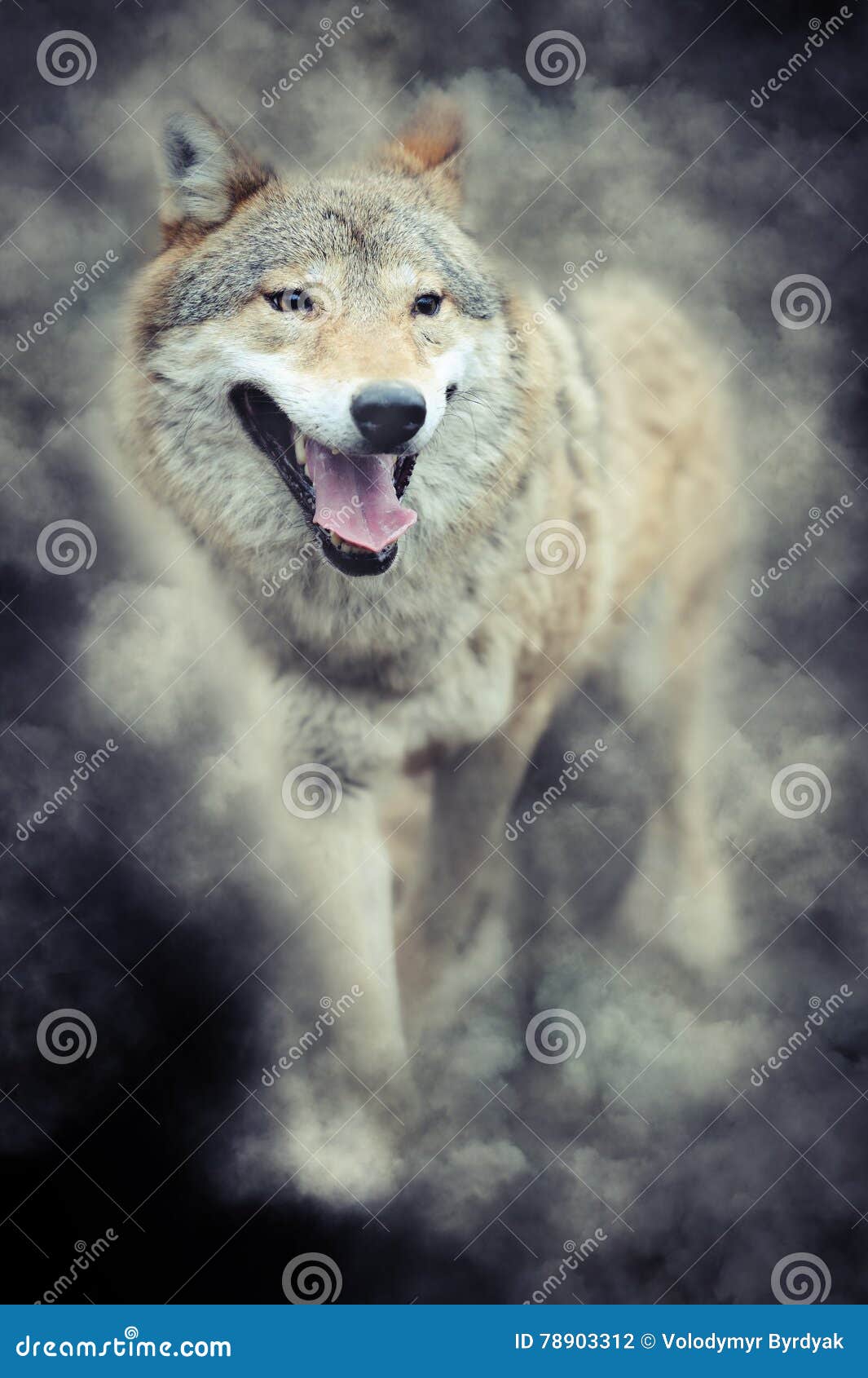 Wolf in smoke stock photo. Image of looking, grey, focus 78903312