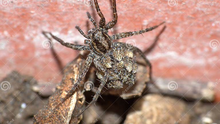 Wolf spider with babies stock photo. Image of latin - 199900430