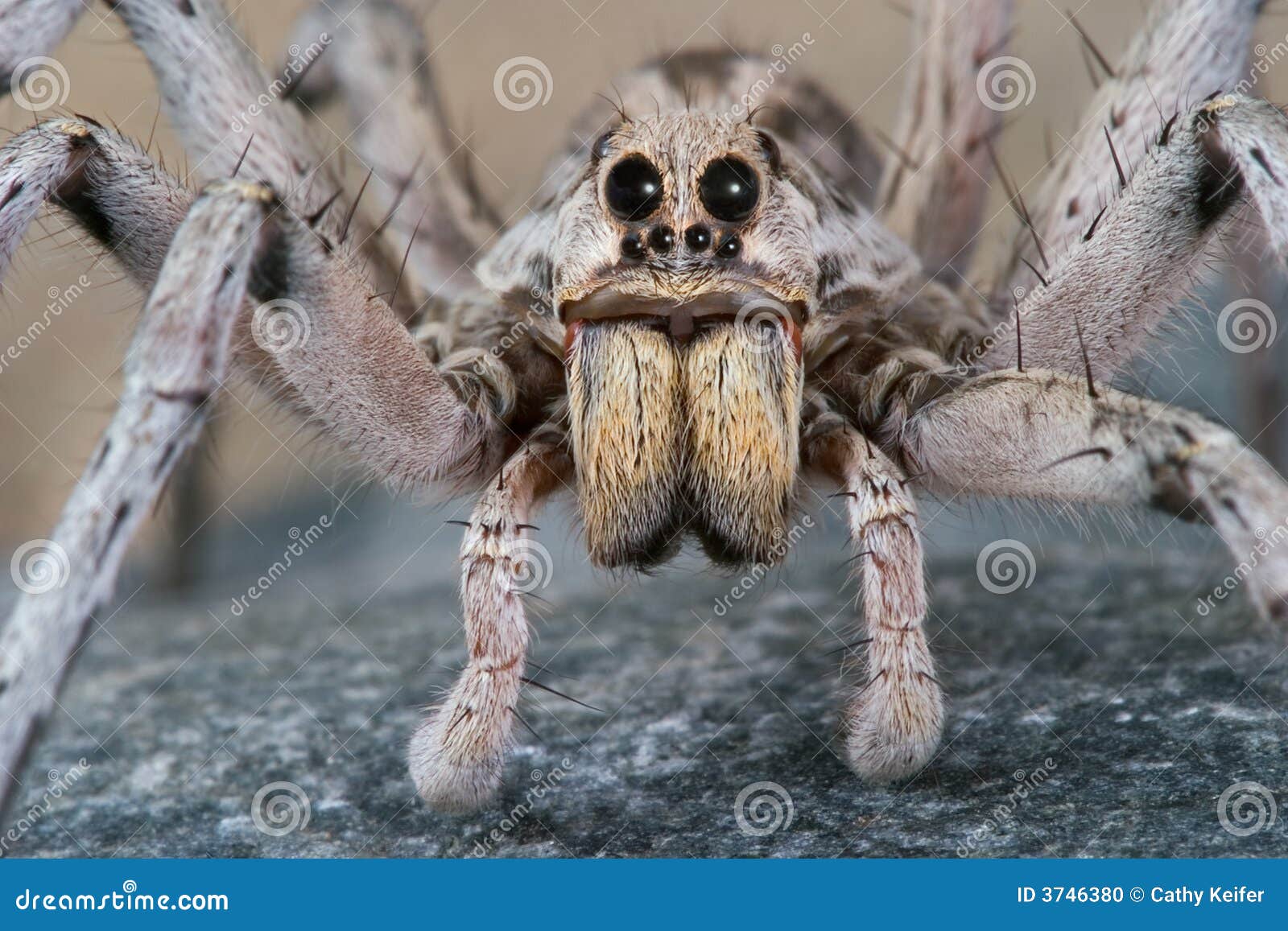 albino wolf spider