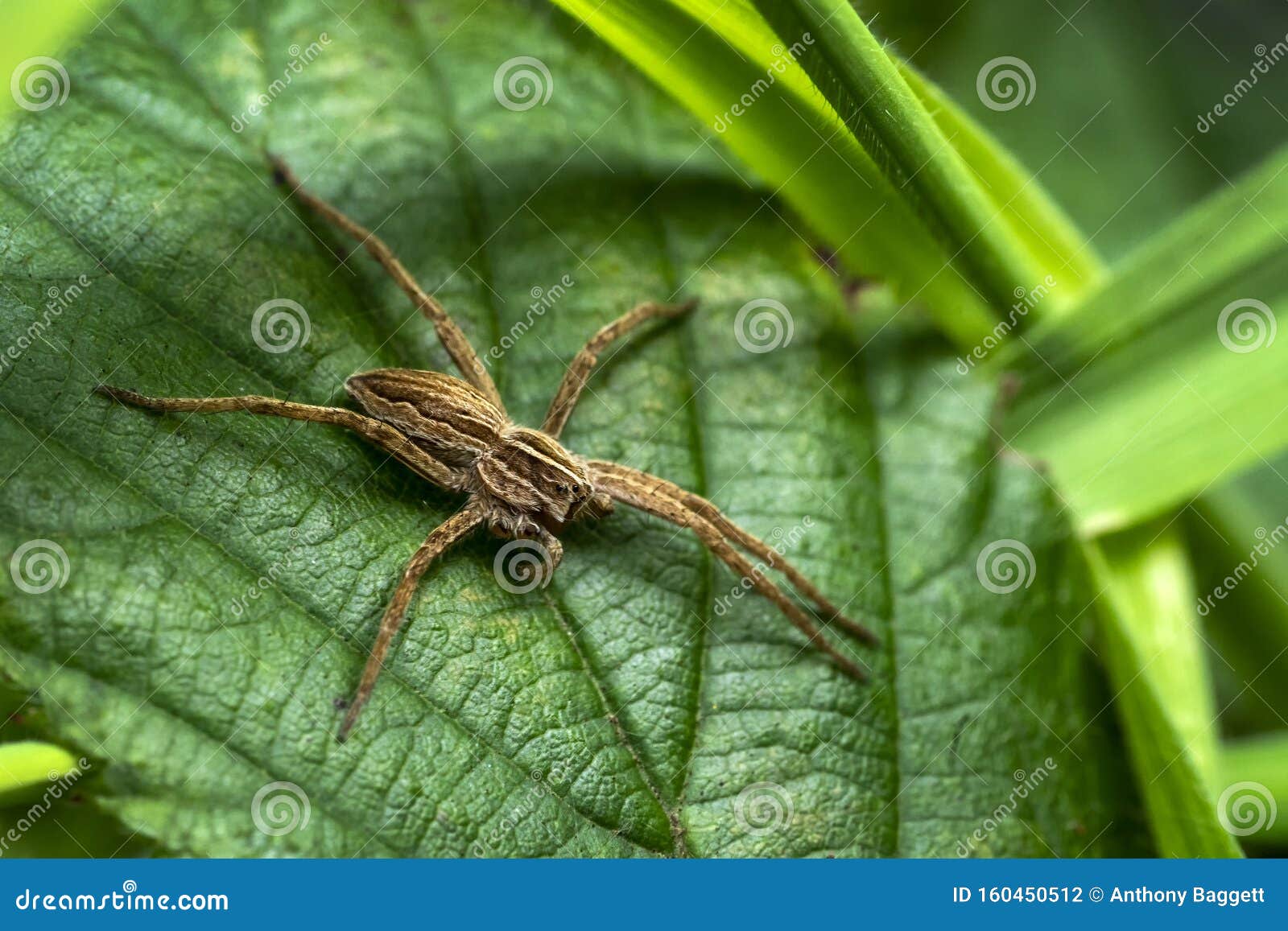 Wolf spider stock photo. Image of arachnophobia, food 160450512