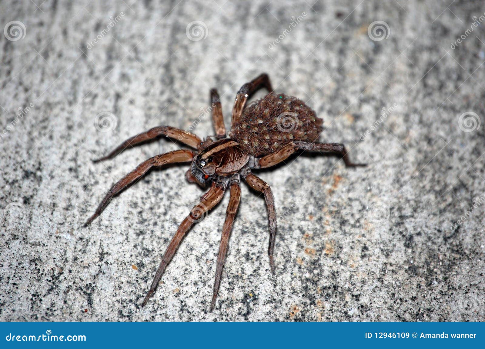 Wolf Spider with young stock image. Image of creepy, young 12946109