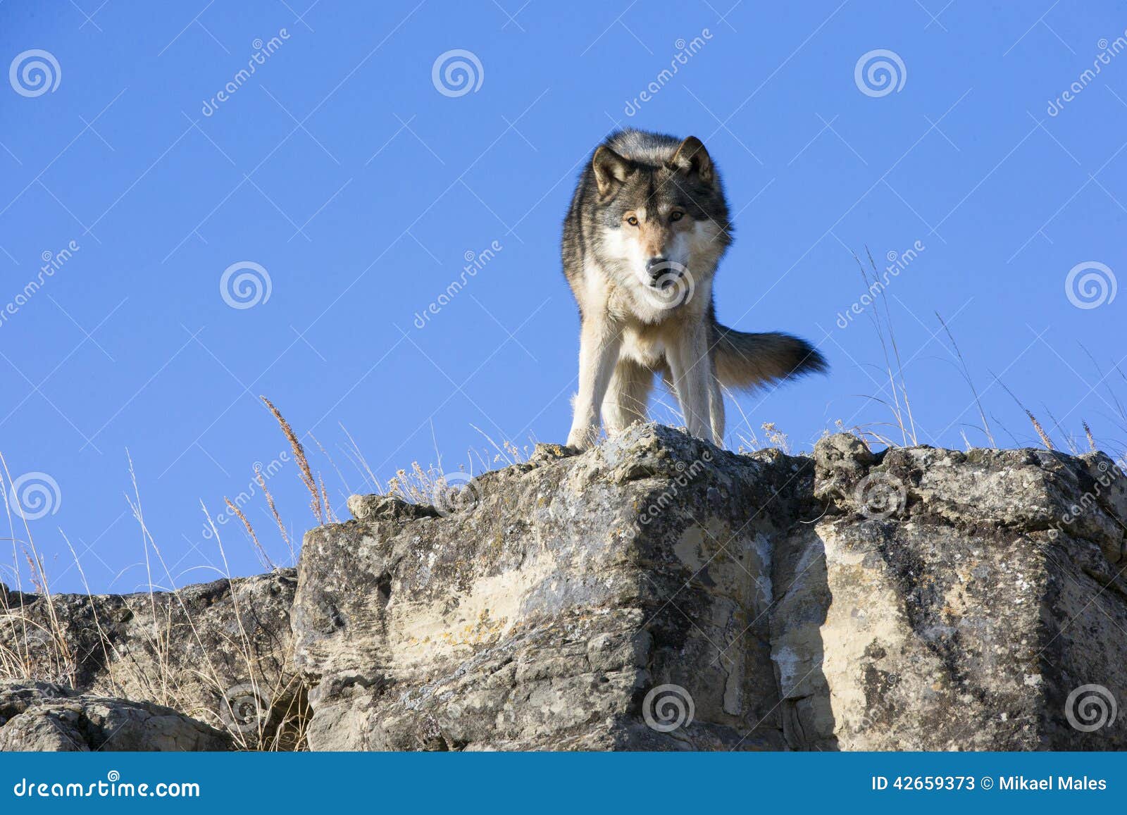 Wolf Standing On Rocky Ledge Stock Image Image 42659373
