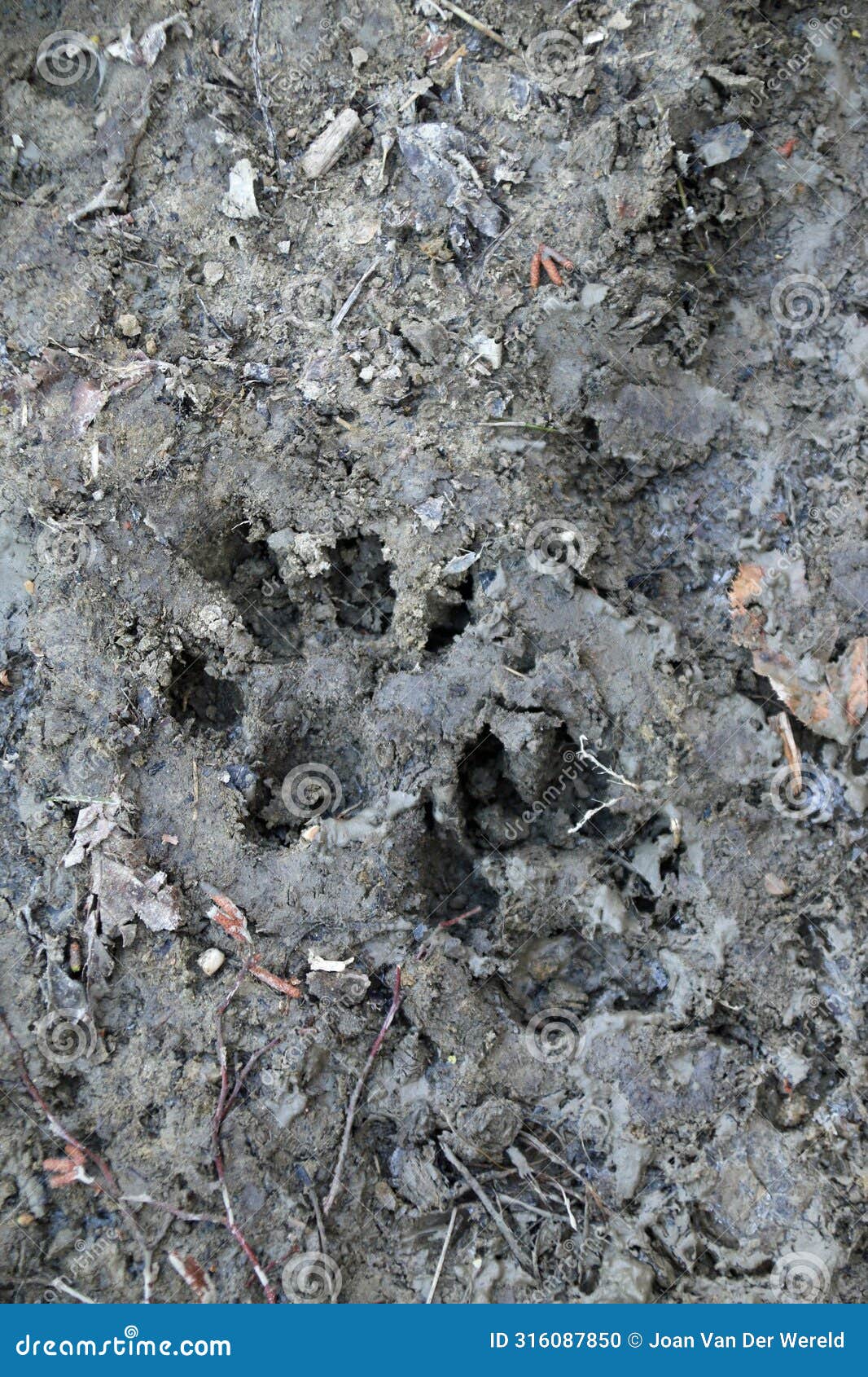 wolf tracks in the mud, emilia romagna apennines, italy