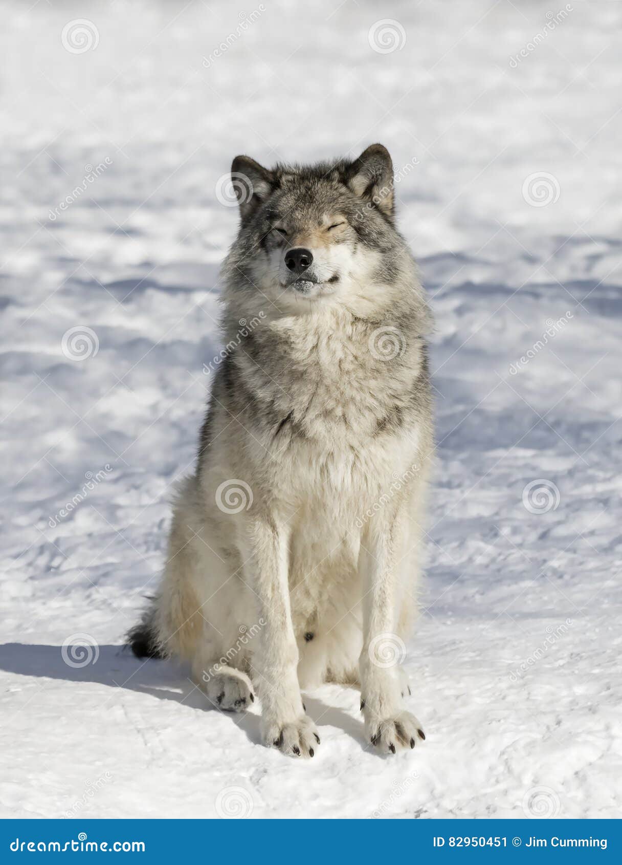 wolf sitting