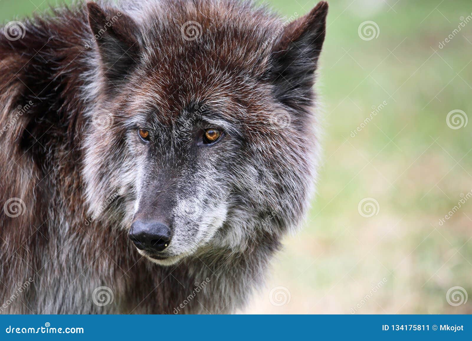 Are Wolfdogs Legal In Canada