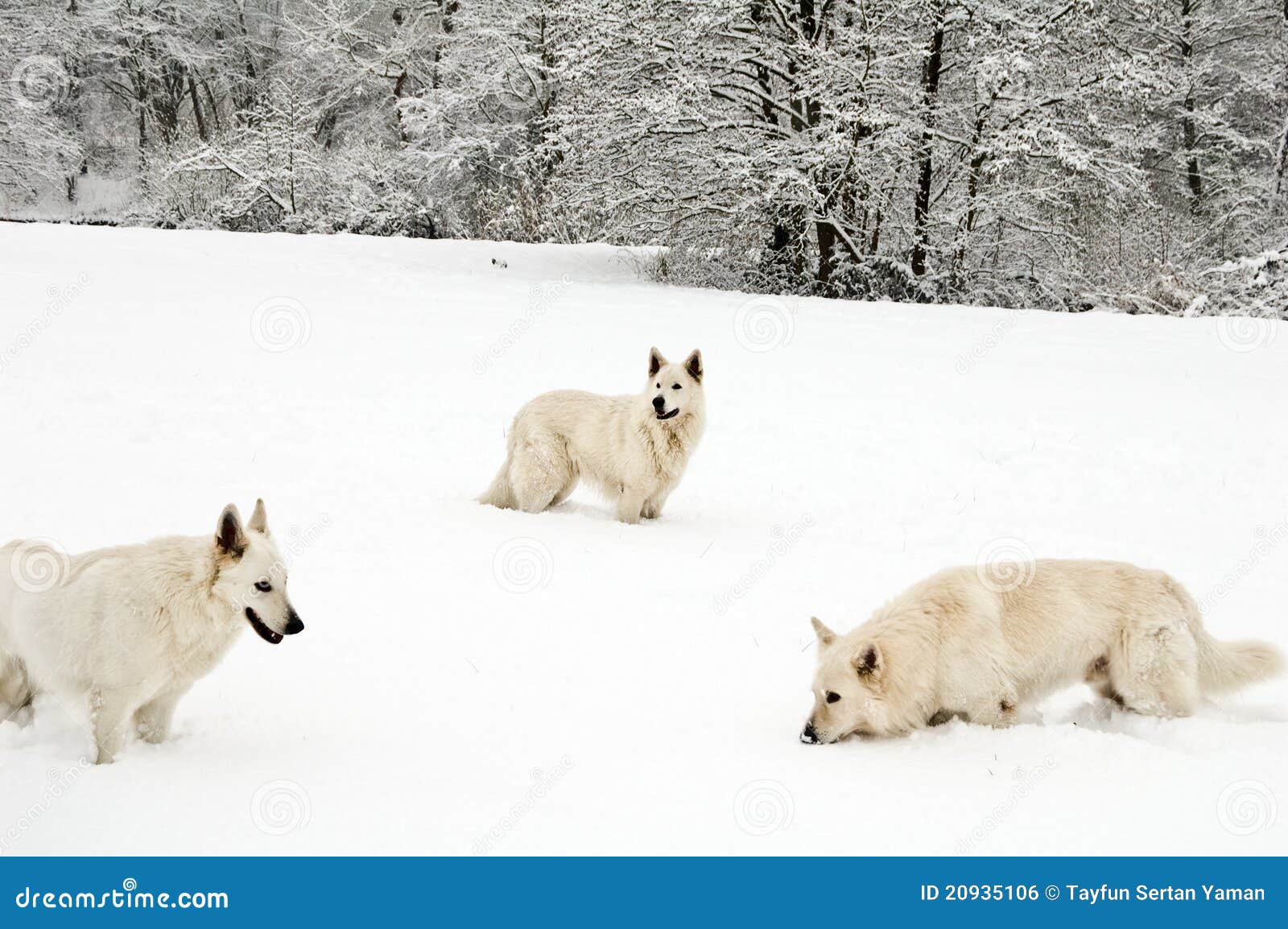 Wolfpack Dog Food A Comprehensive Overview and Analysis Wolfpack Dog Food A Comprehensive Overview and Analysis