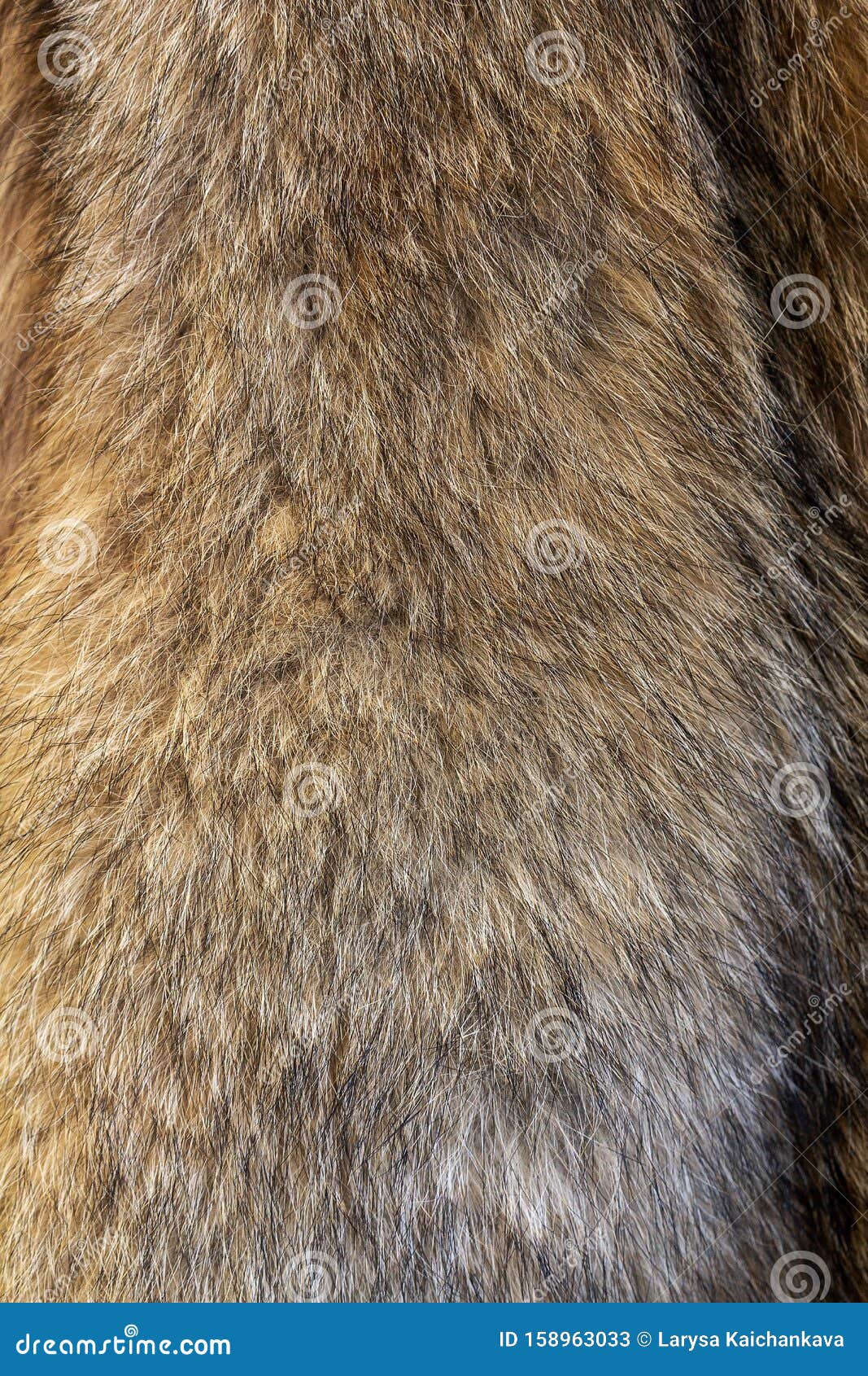 Uitleg En Likeur 138 Wolfskin Stock Photos - Free & Royalty-Free Stock Photos from Dreamstime