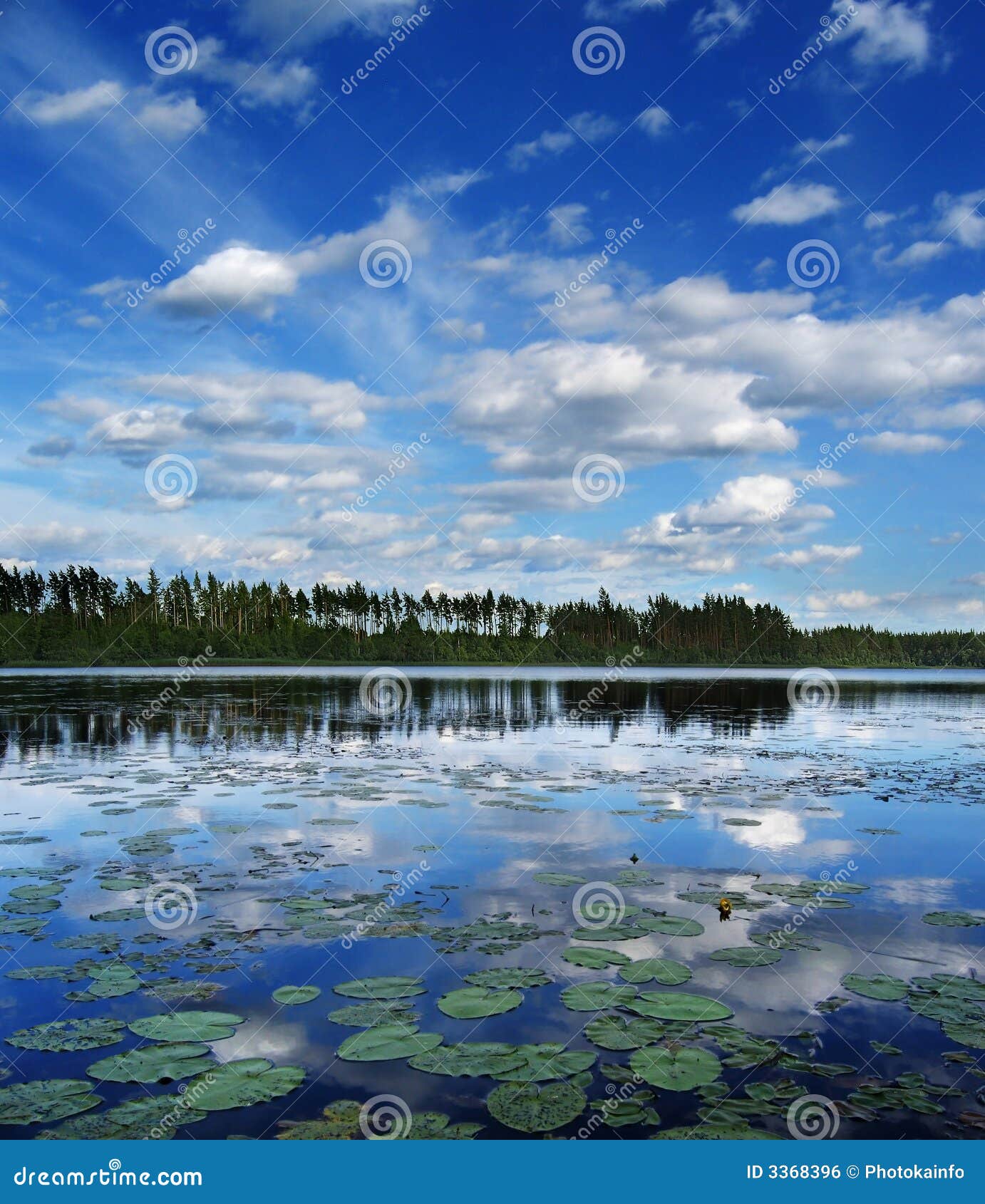 Wolken over meer. Op de meerkust kweek pijnbomen, op voorgrond - ronde bladen en bloemen van waterlelies