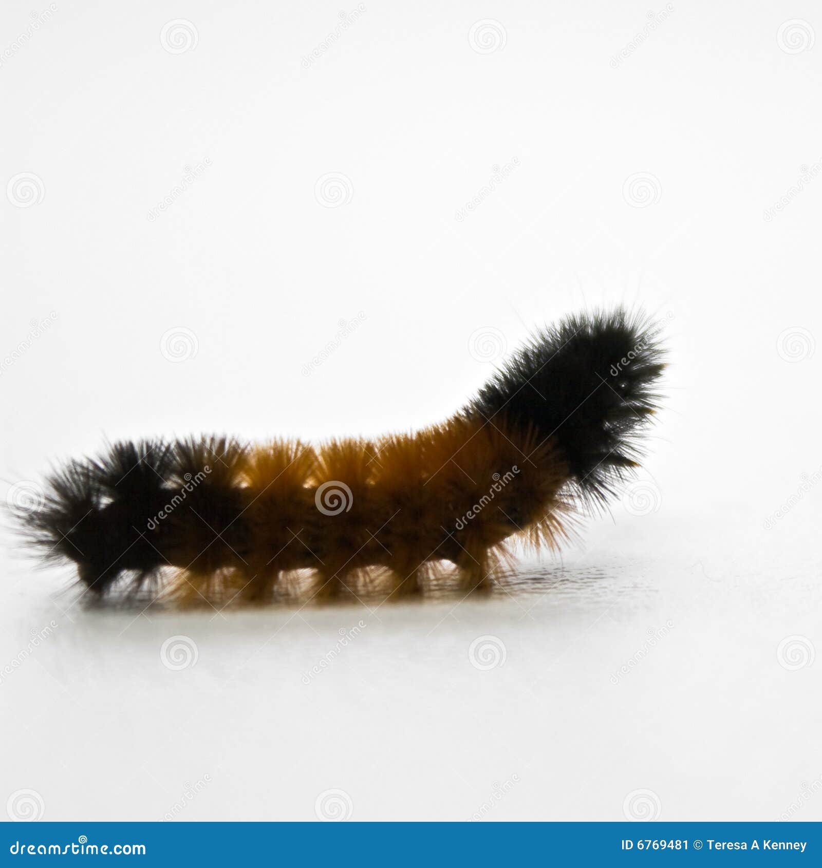 Wollige Rupsband stock afbeelding. Image of rupsband, vlinder 6769481