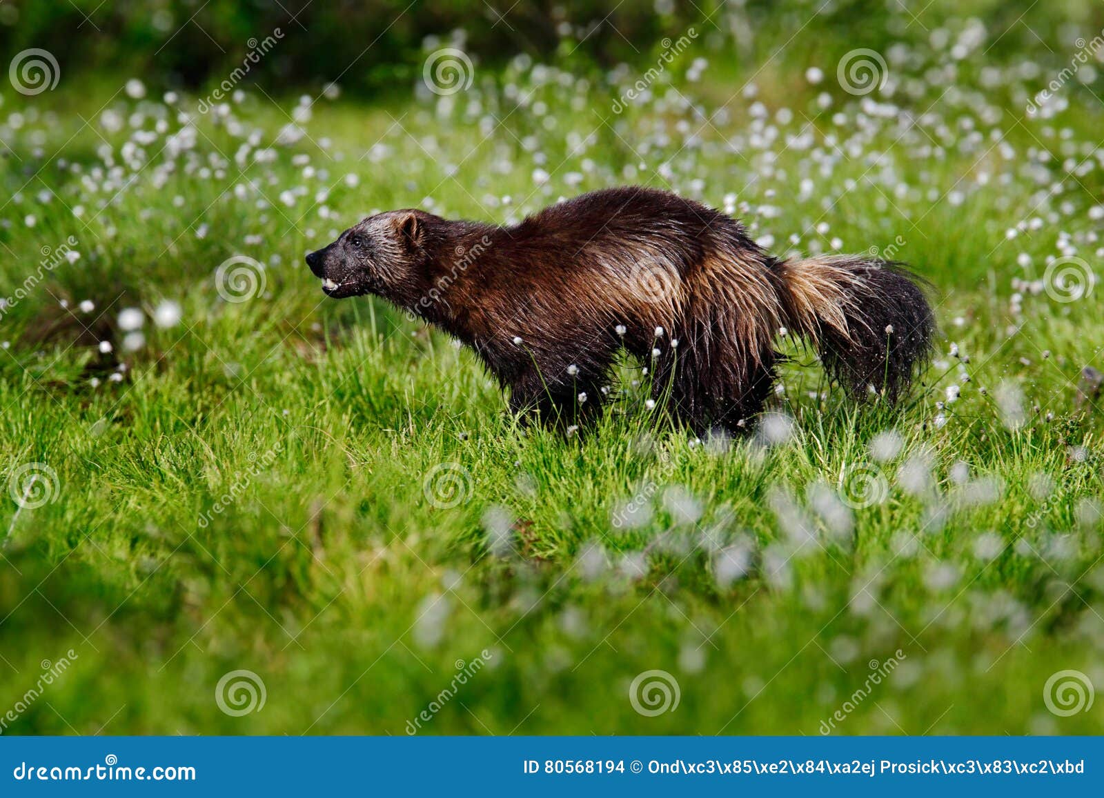 wolverine in cotton grass in finland nature. running tenacious wolverine in finland tajga. wildlife scene from north of europe. da