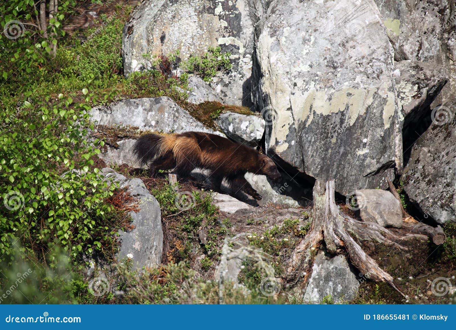 the wolverine gulo gulo, also referred to as the glutton, carcajou, skunk bear, or quickhatch on a rock near the cave.wolverine