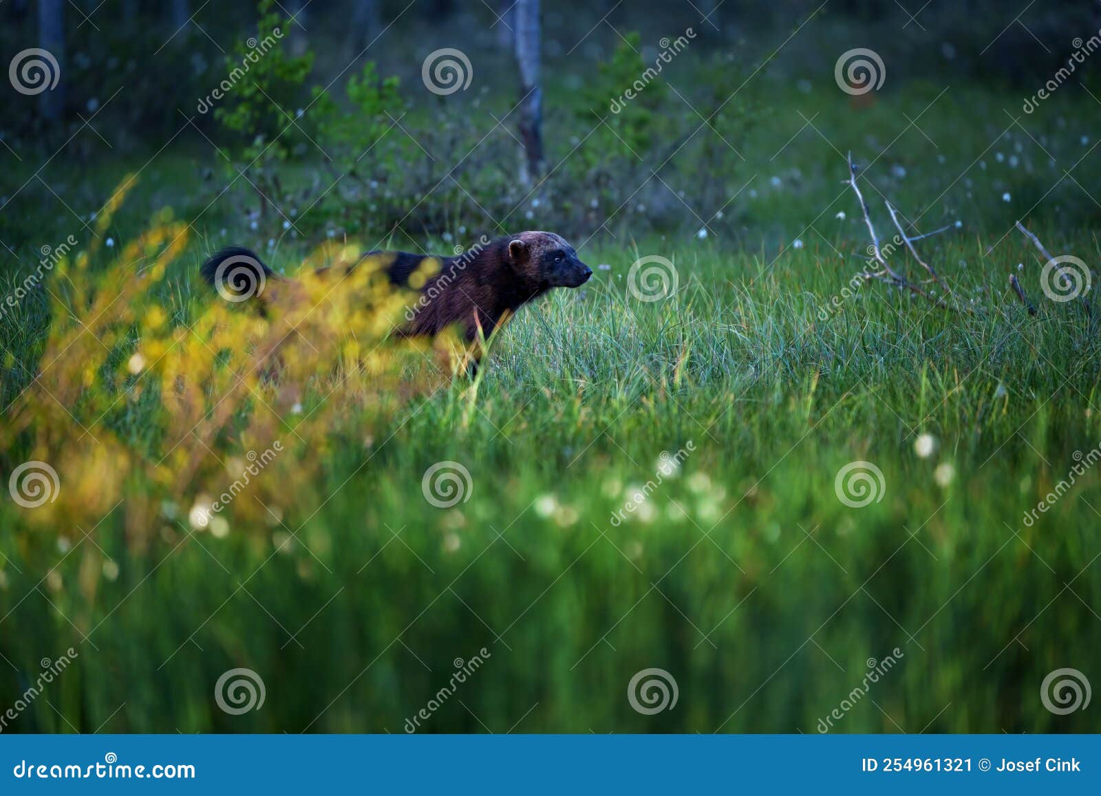 the wolverine is the largest land-dwelling species of the family mustelidae