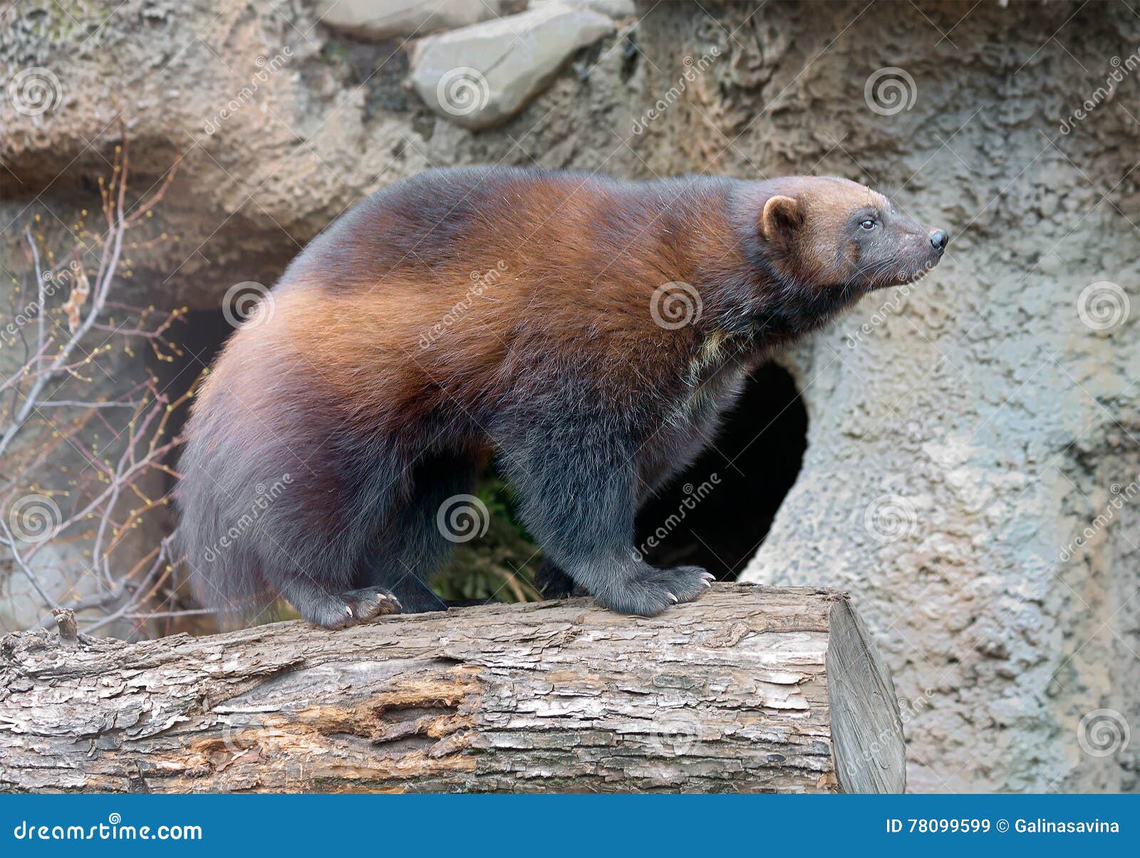 Wolverine stock image. Image of wolverine, color, large - 78099599 Wolverine stock image. Image of wolverine, color, large - 78099599
