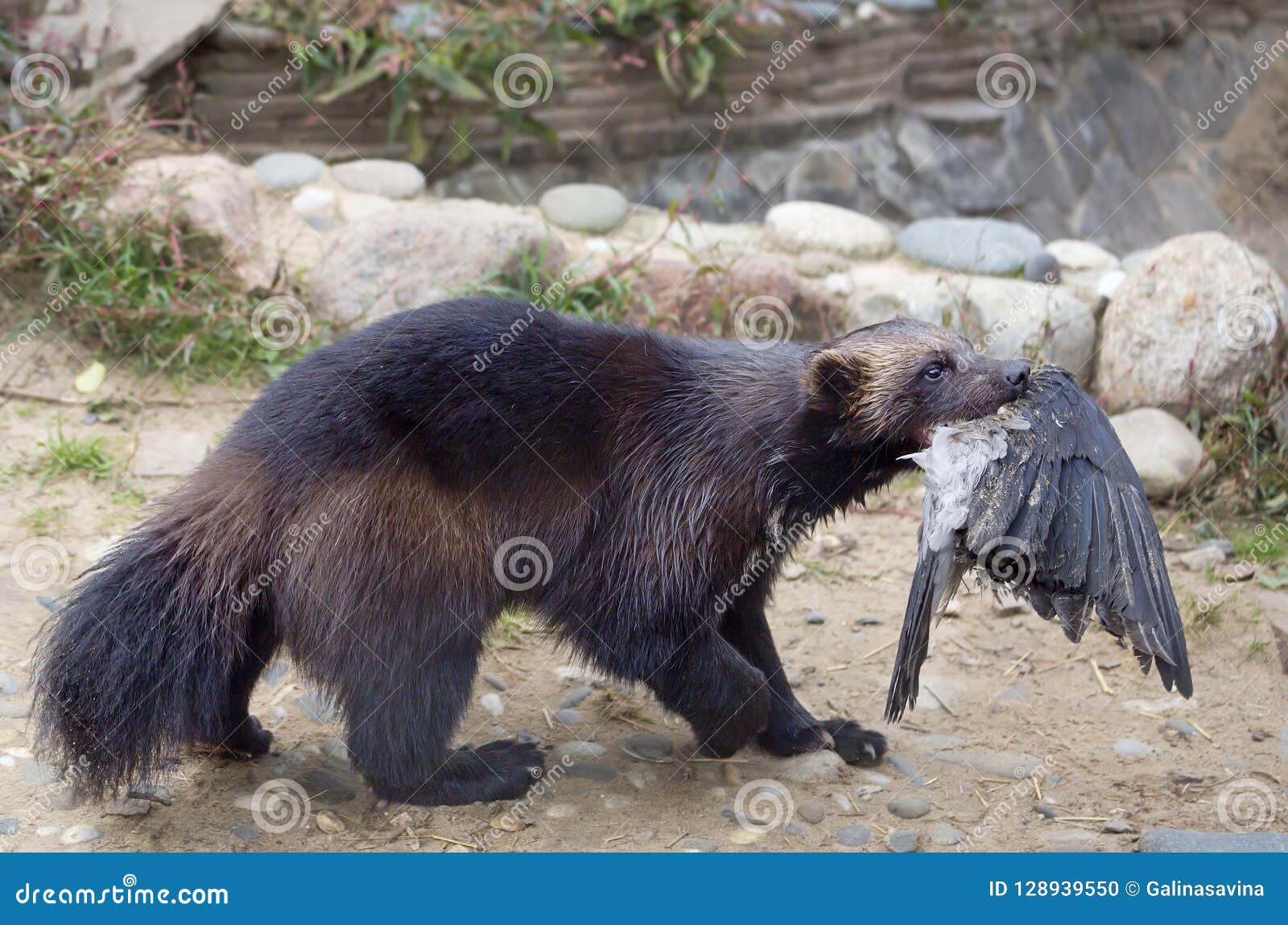 Wolverine caught the bird. stock photo. Image of brown - 128939550