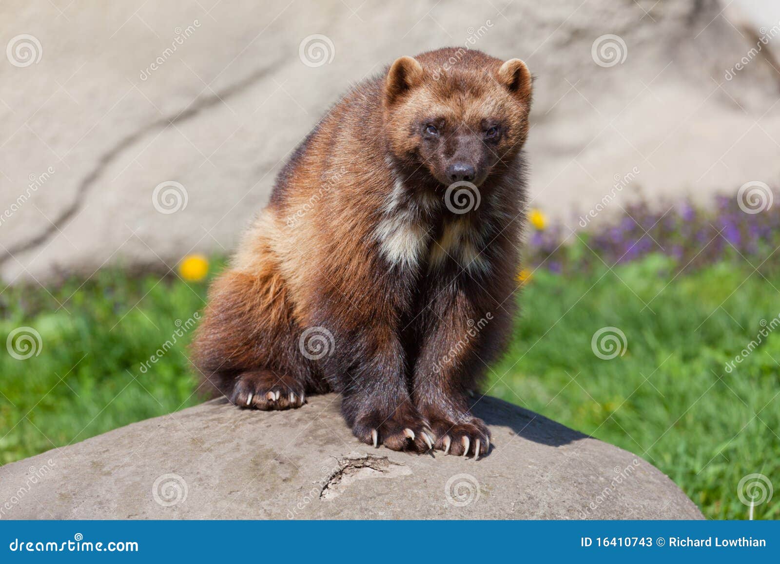 Wolverine on a Rock stock image. Image of green, claws - 16410743 Wolverine on a Rock stock image. Image of green, claws - 16410743
