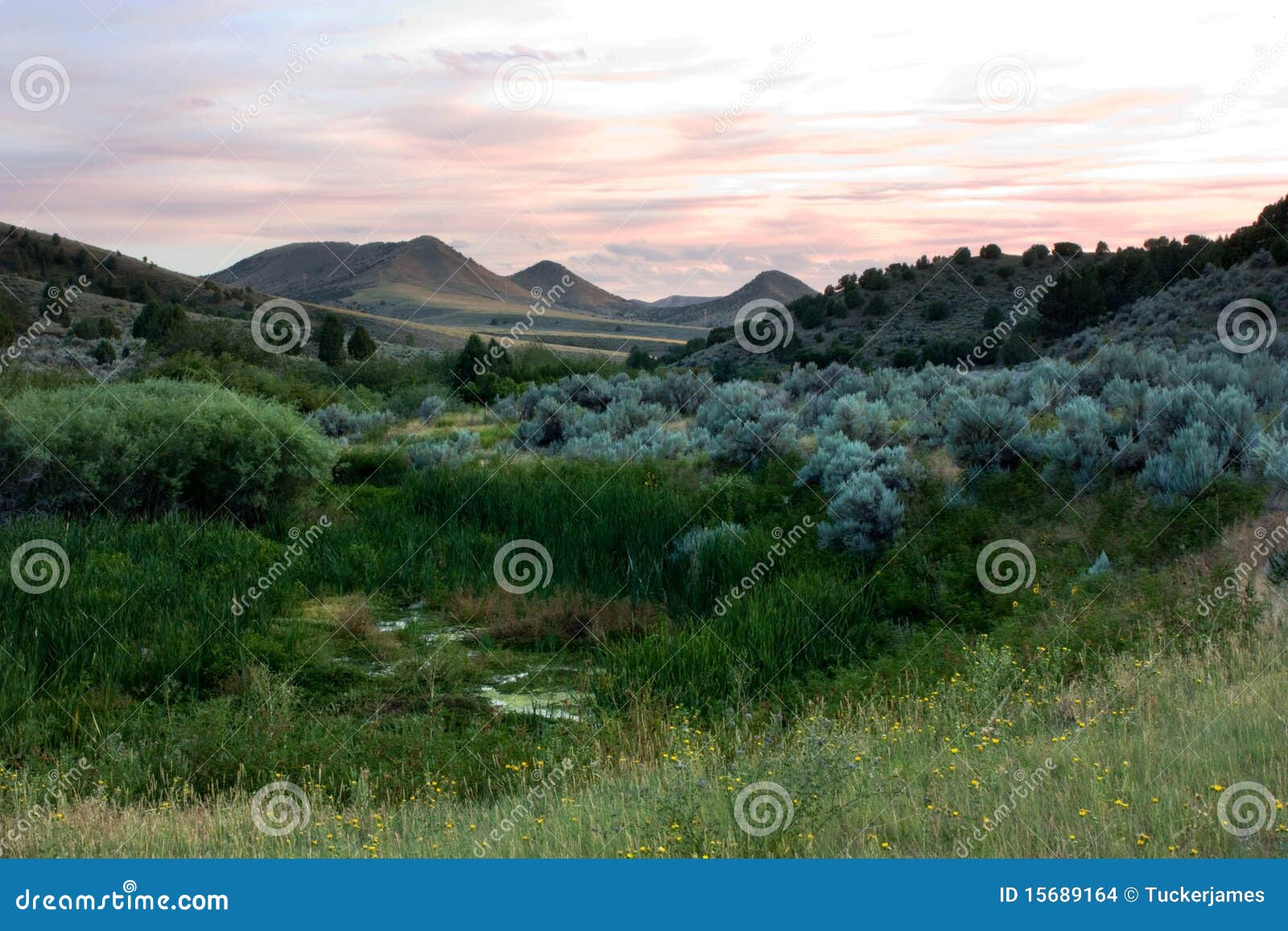 Wolverine Sunset stock photo. Image of environment, america 15689164