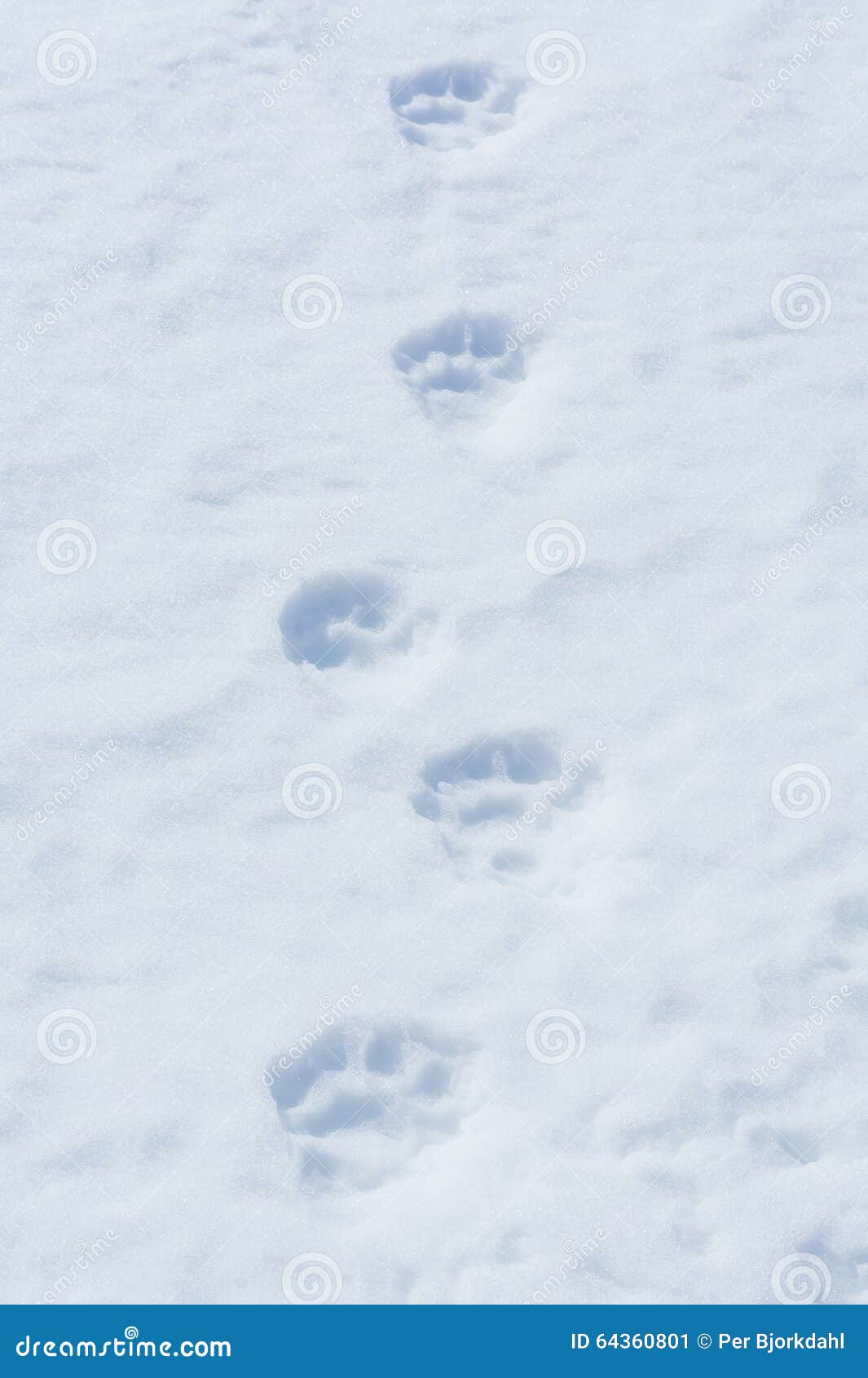 Image result for image of a wolverine track