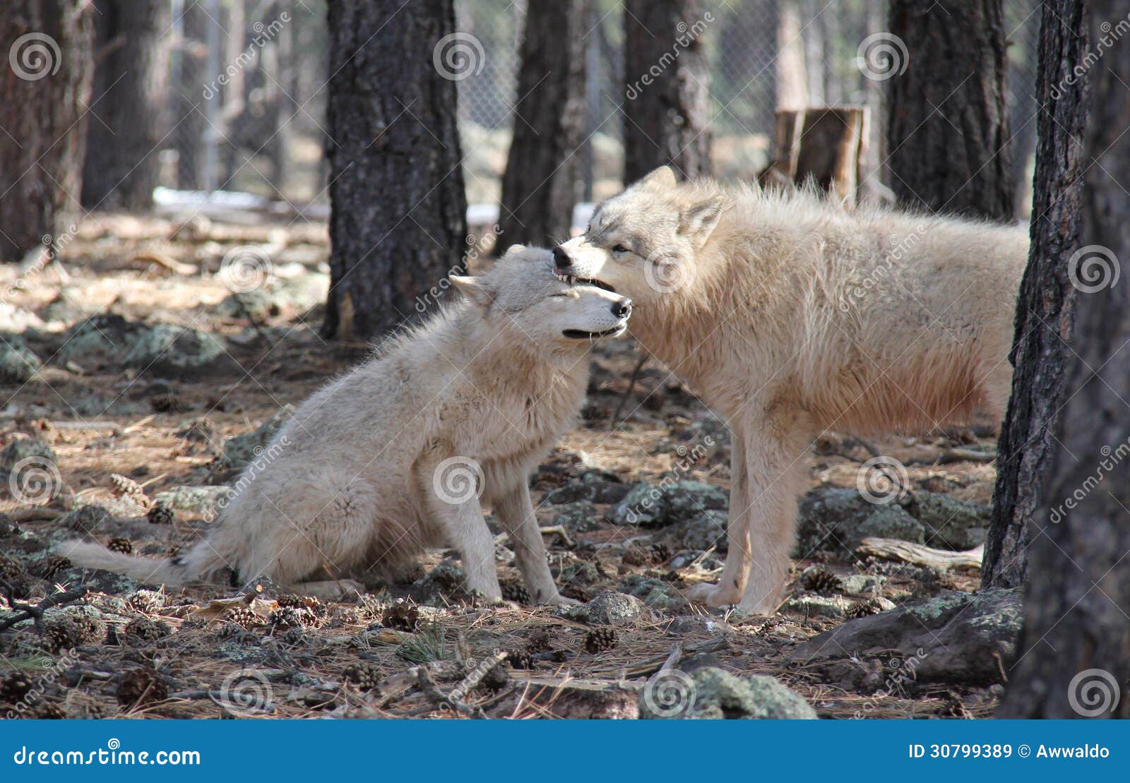 wolves showing dominate behavior