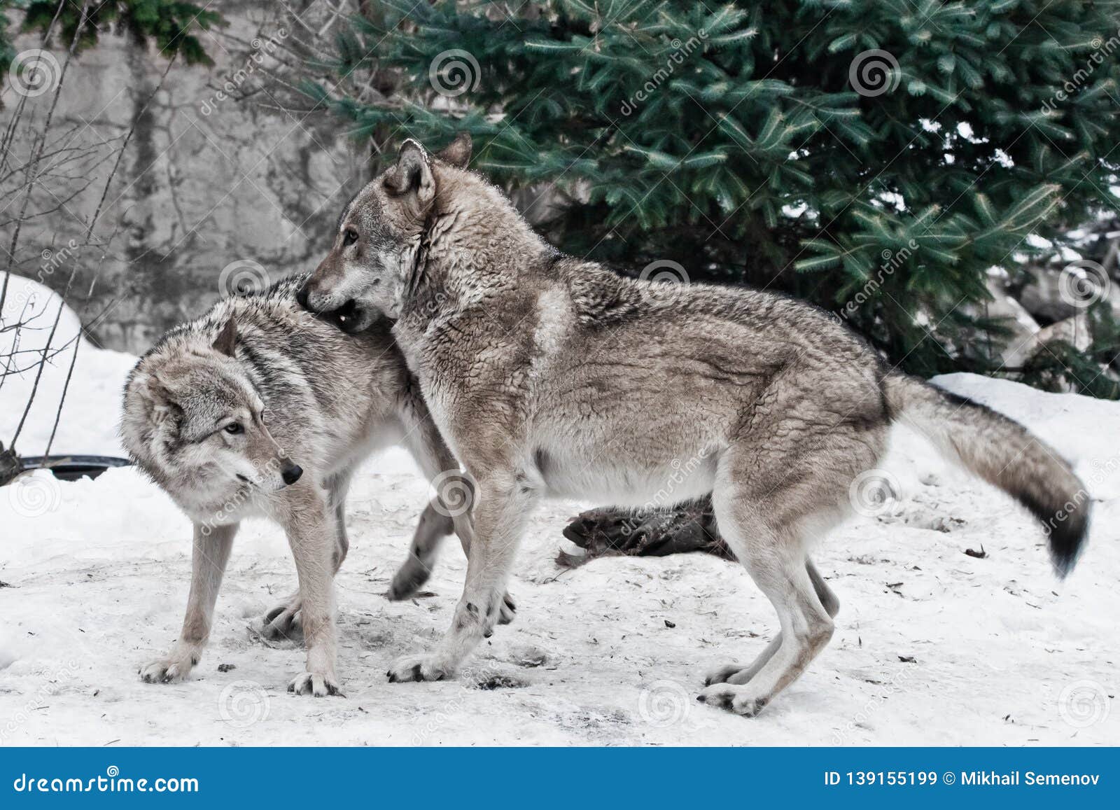 animal wolf games animal wolf games